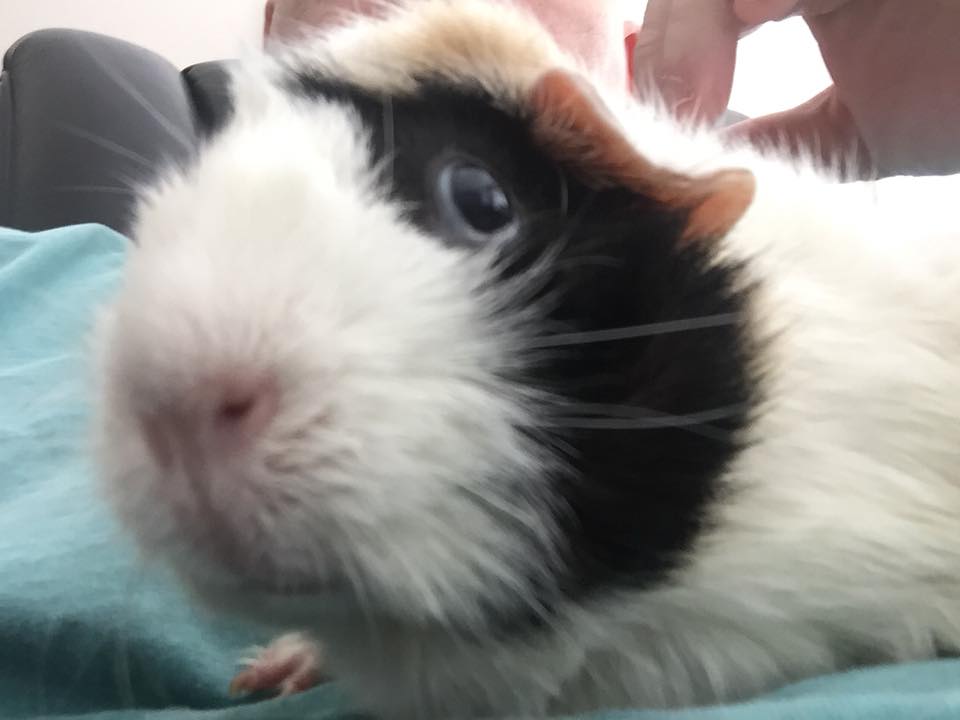 So I'm giving Petunia cuddles and she does what guinea pigs do on