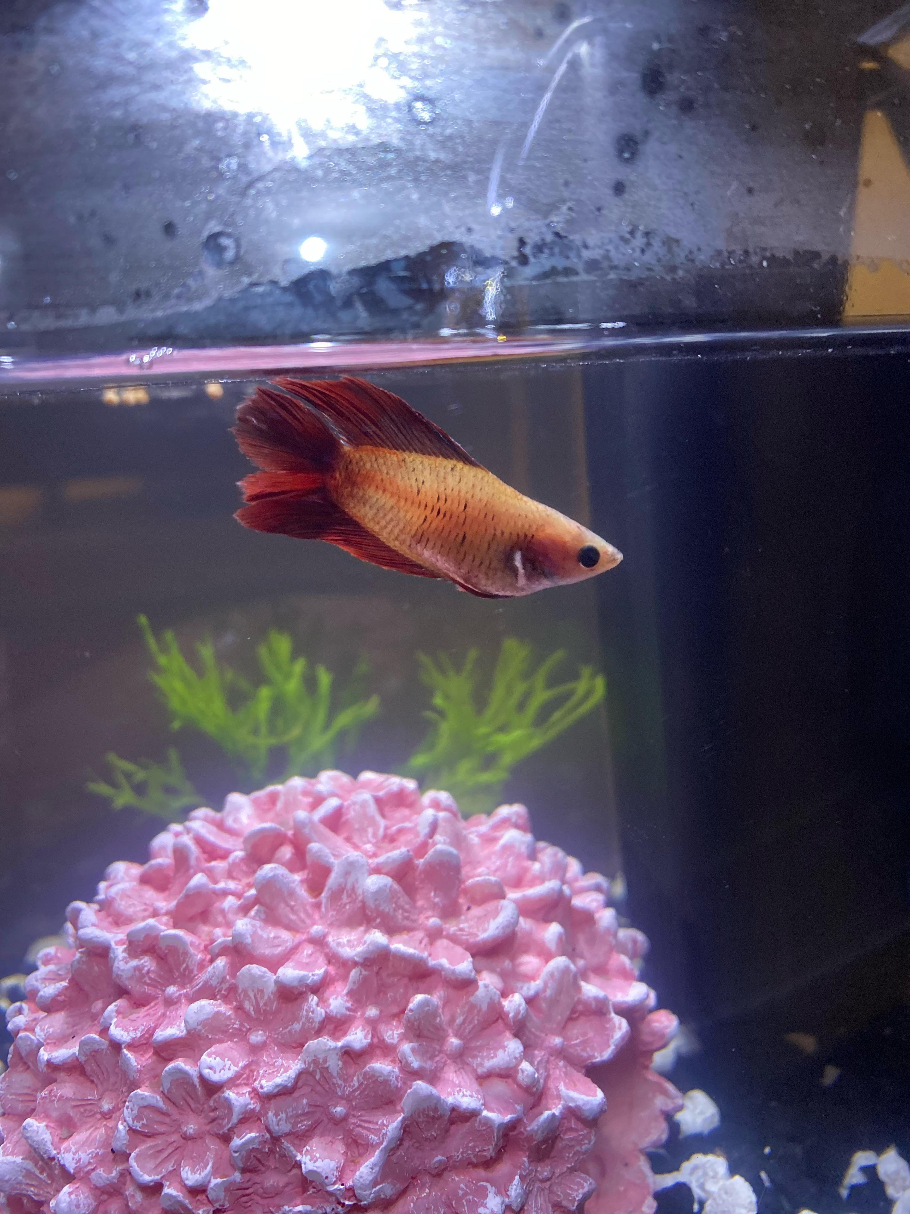 Does my new betta fish look healthy? She was in slightly cold water for