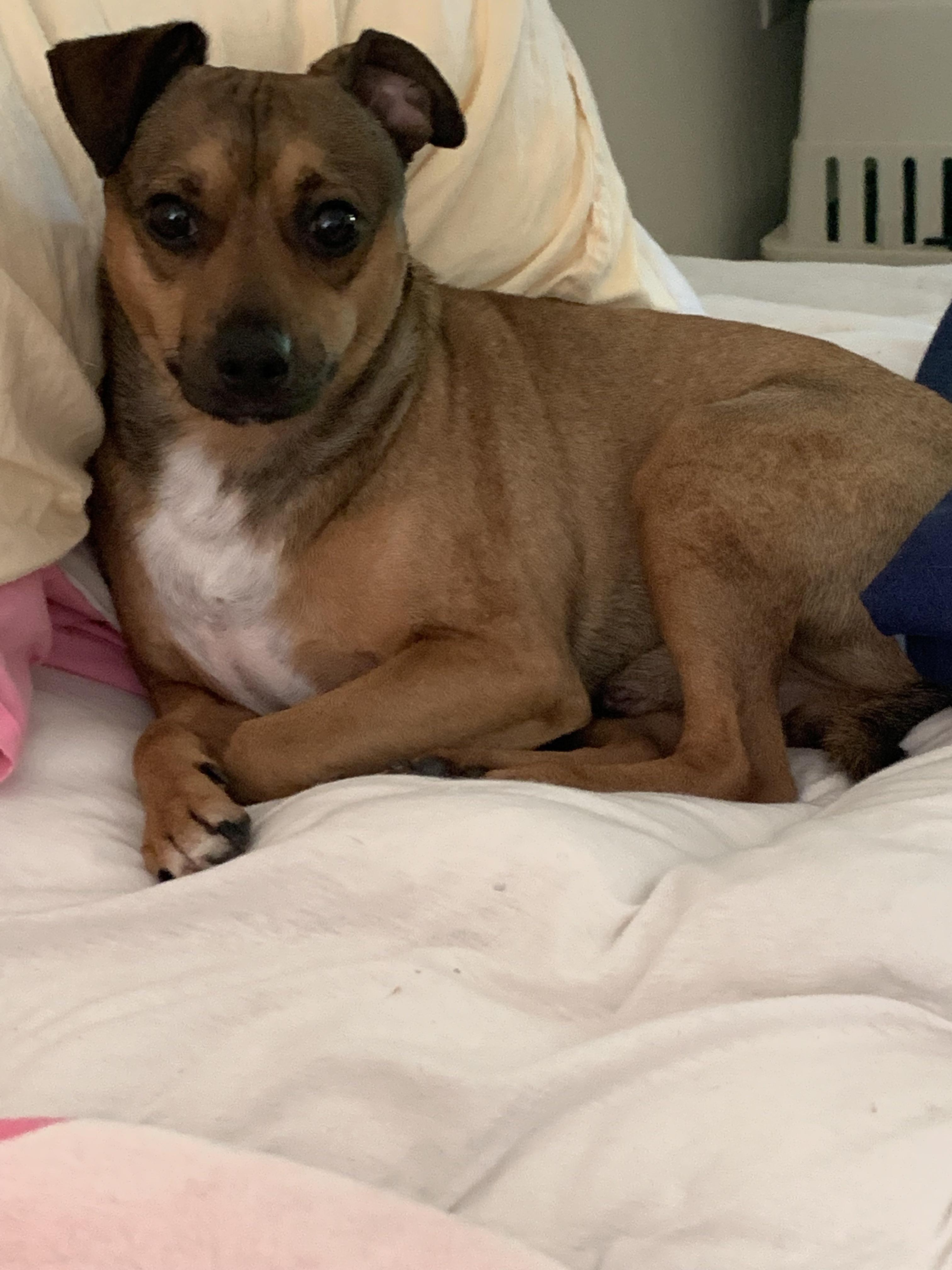 What do y’all feed your chiweenie? I’m trying to remove ALL dog food