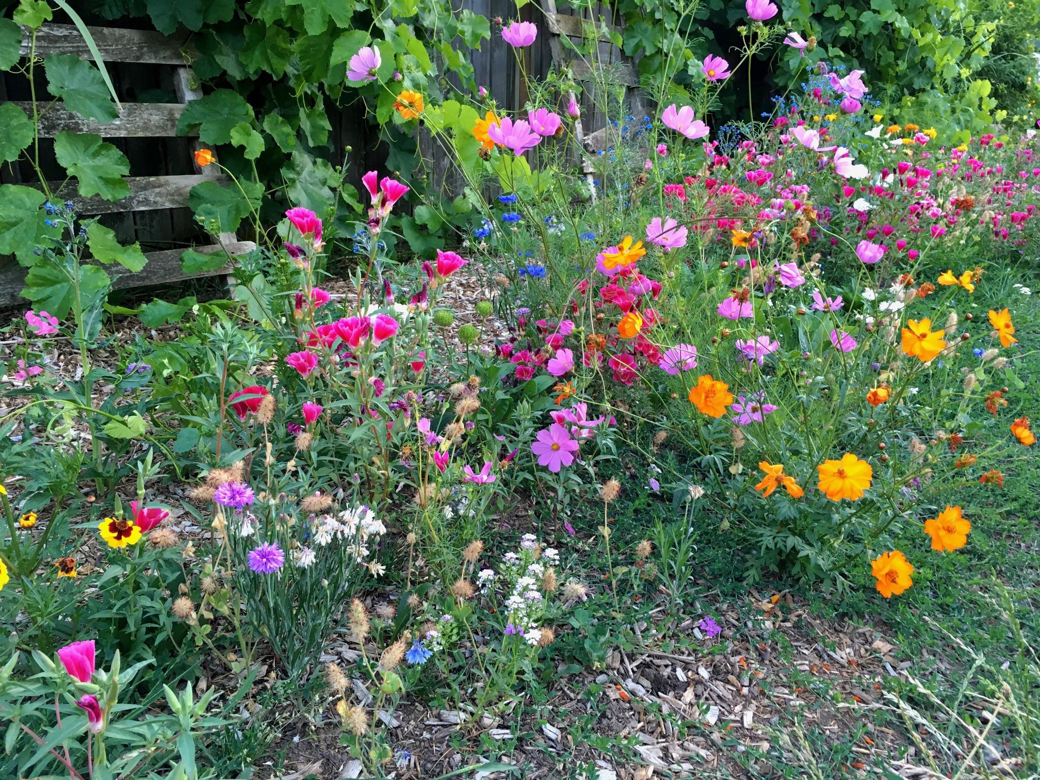 Had extra wildflower seeds and planted them outside the fence, near a