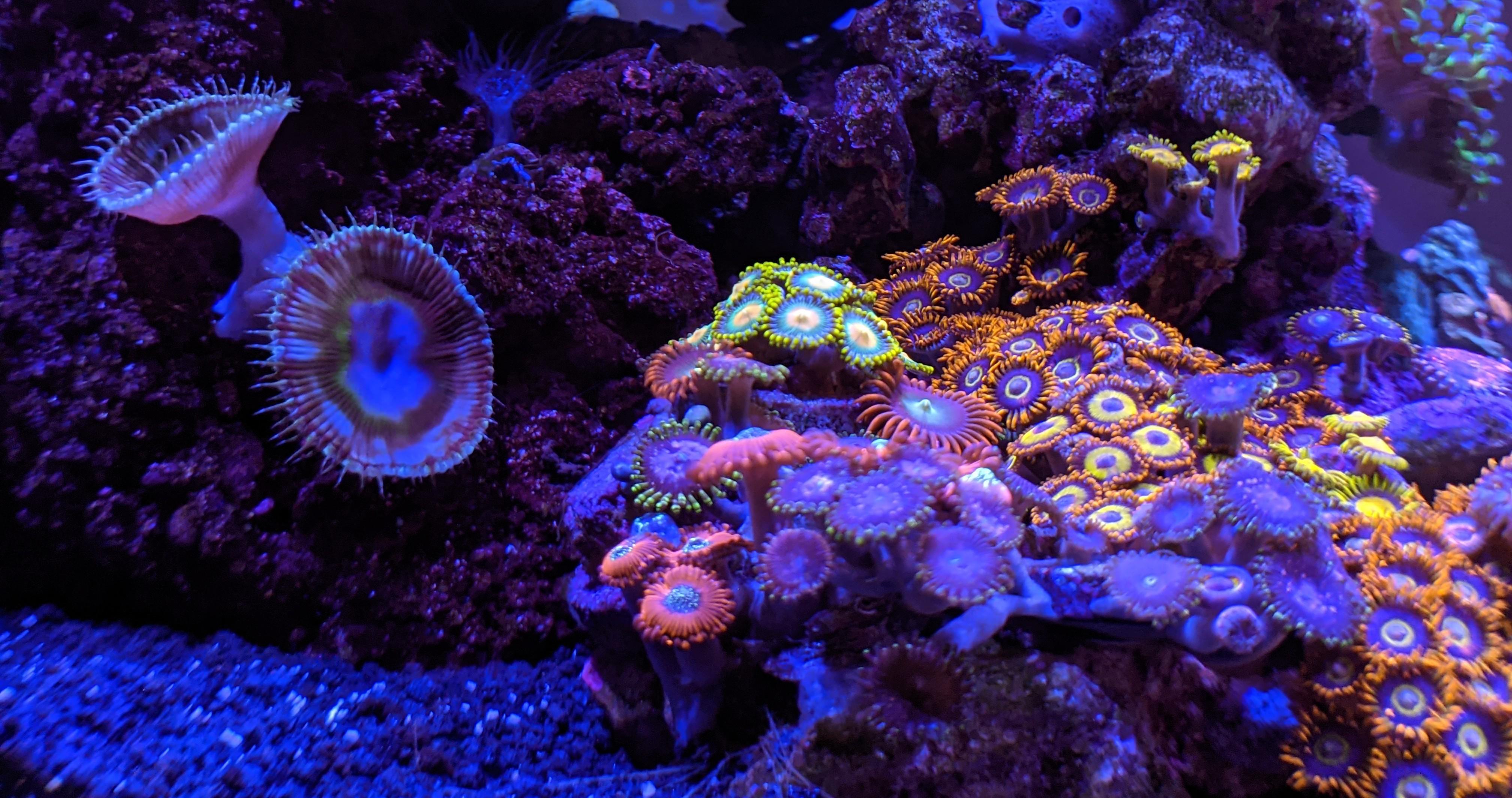 Zoas look so little next to Grandis!