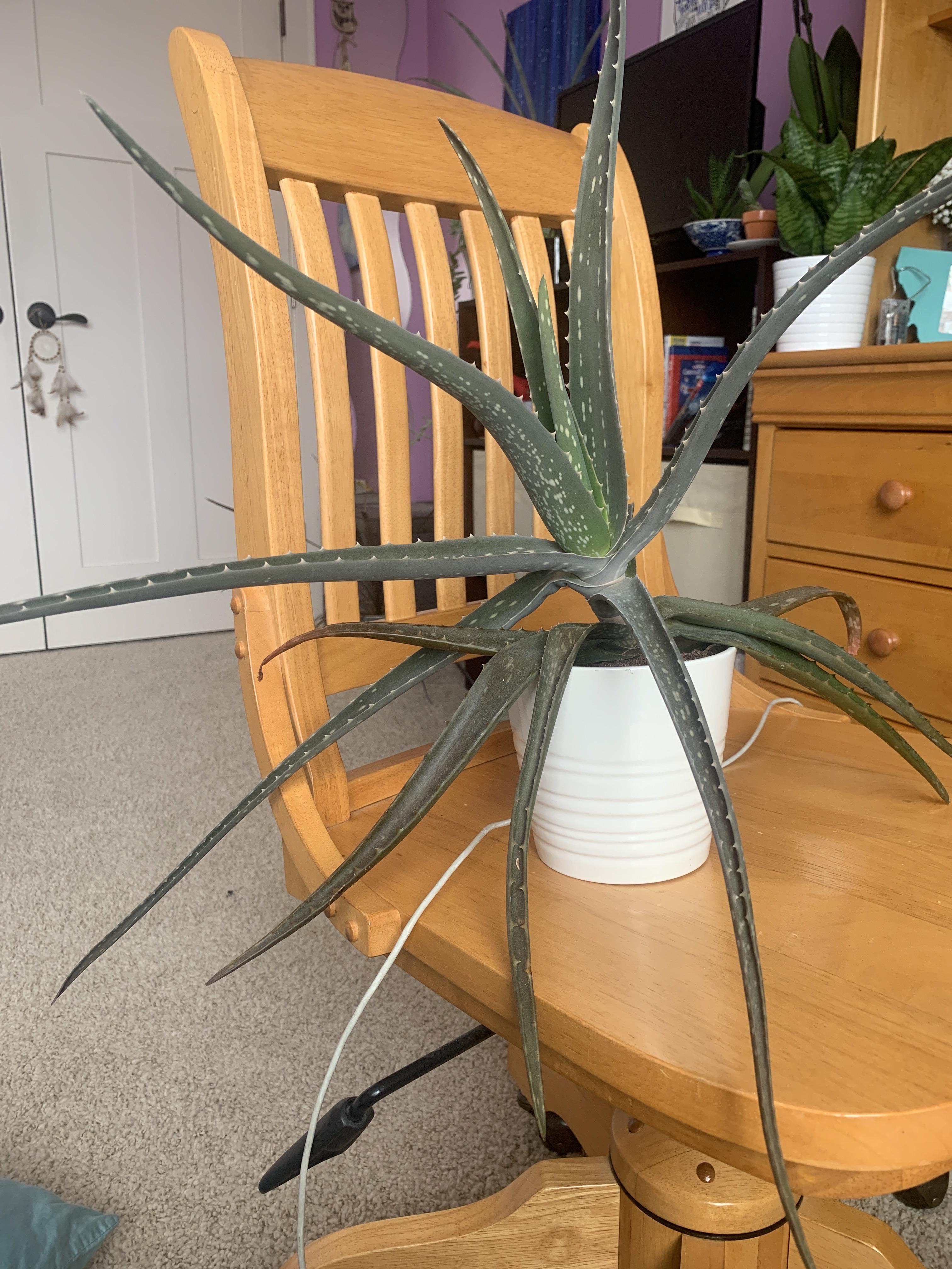 Aloe Vera plant turning gray? Plant has not moved what am I doing