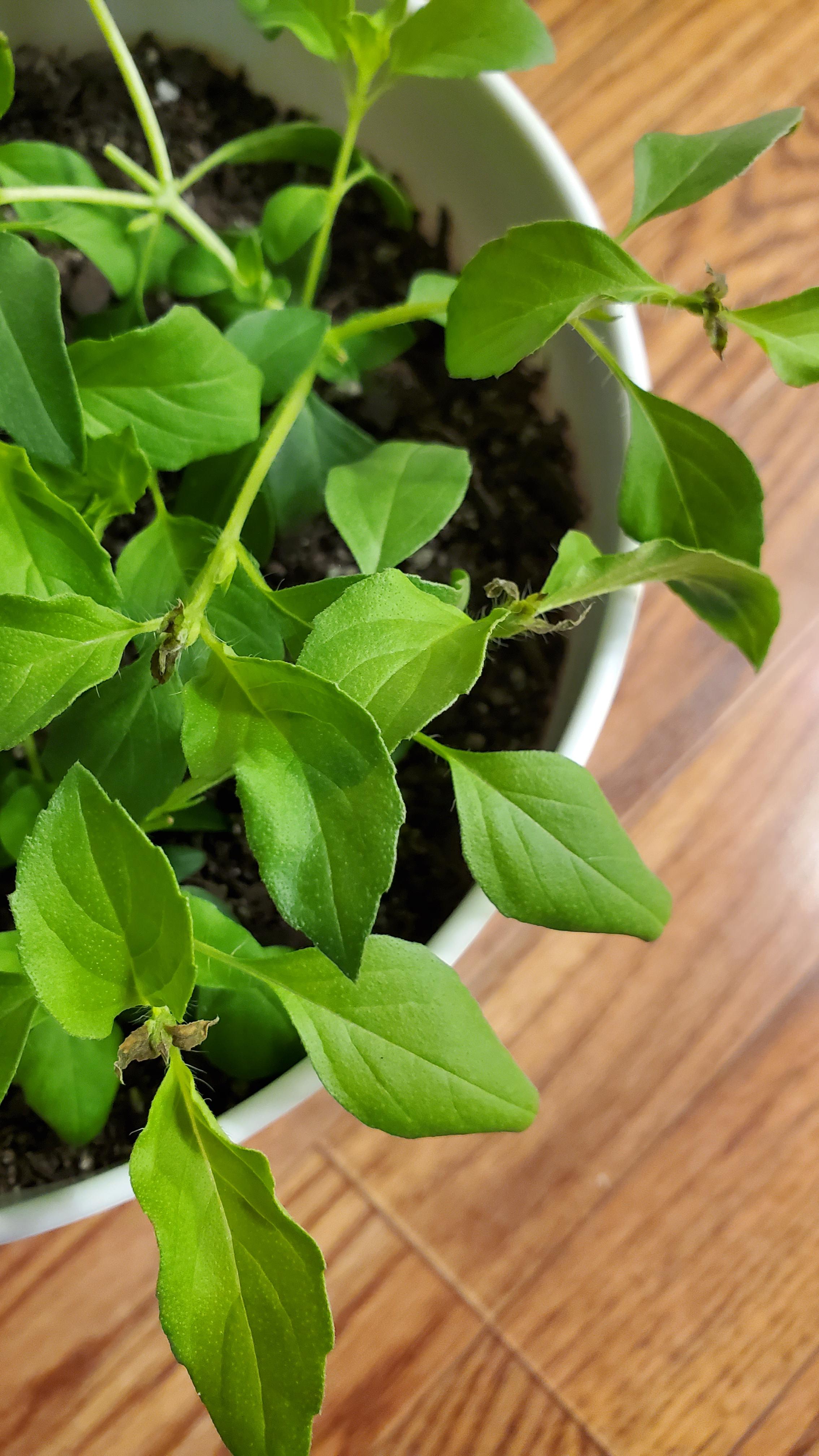 Overwatering my lime basil? brown tips r/GardeningIndoors