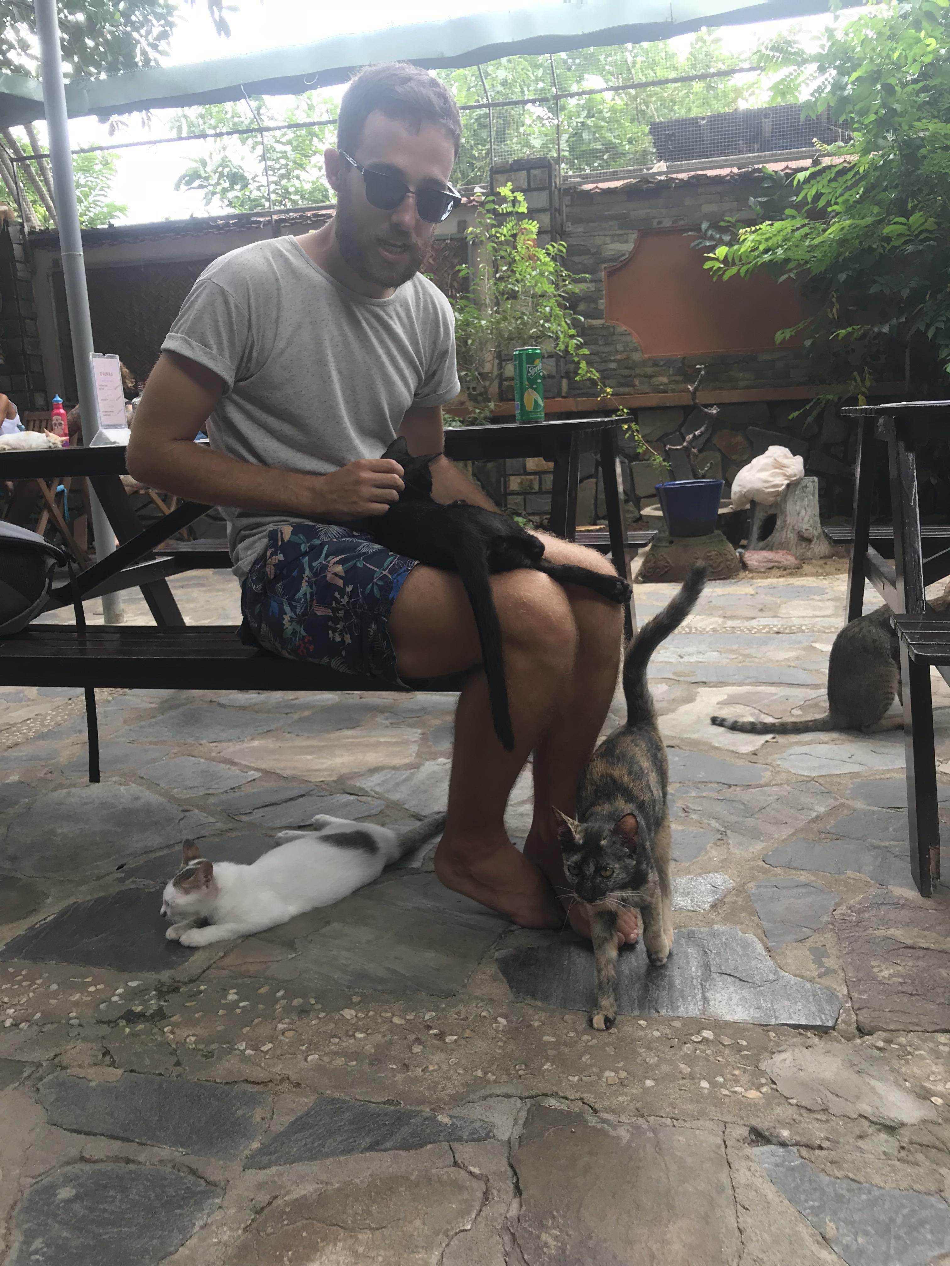 Jacks Cat Cafe in Hoi an Vietnam! 71 rescued cats in total