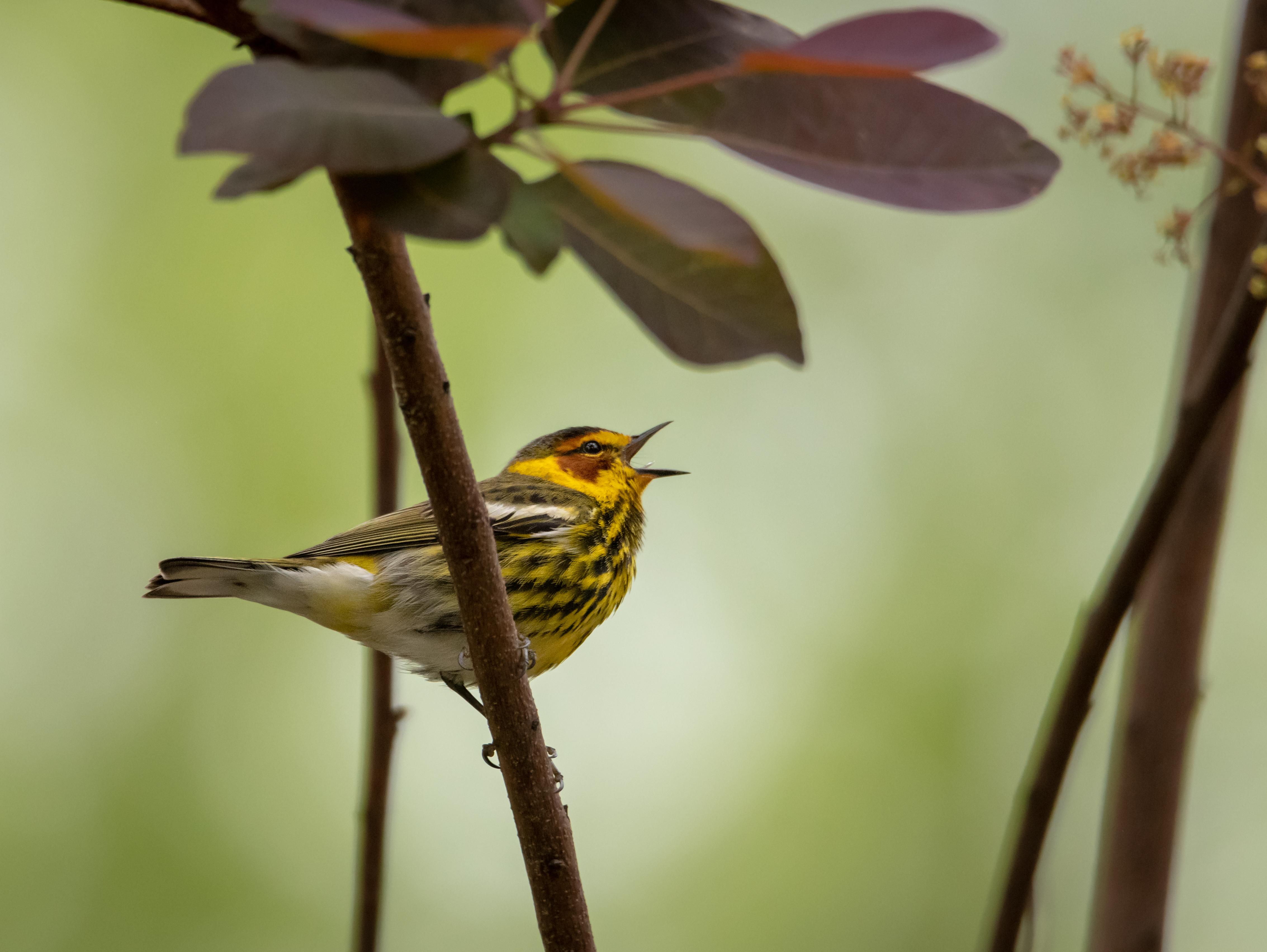 Cape May Warbler singing in our yard this morning [central Virginia