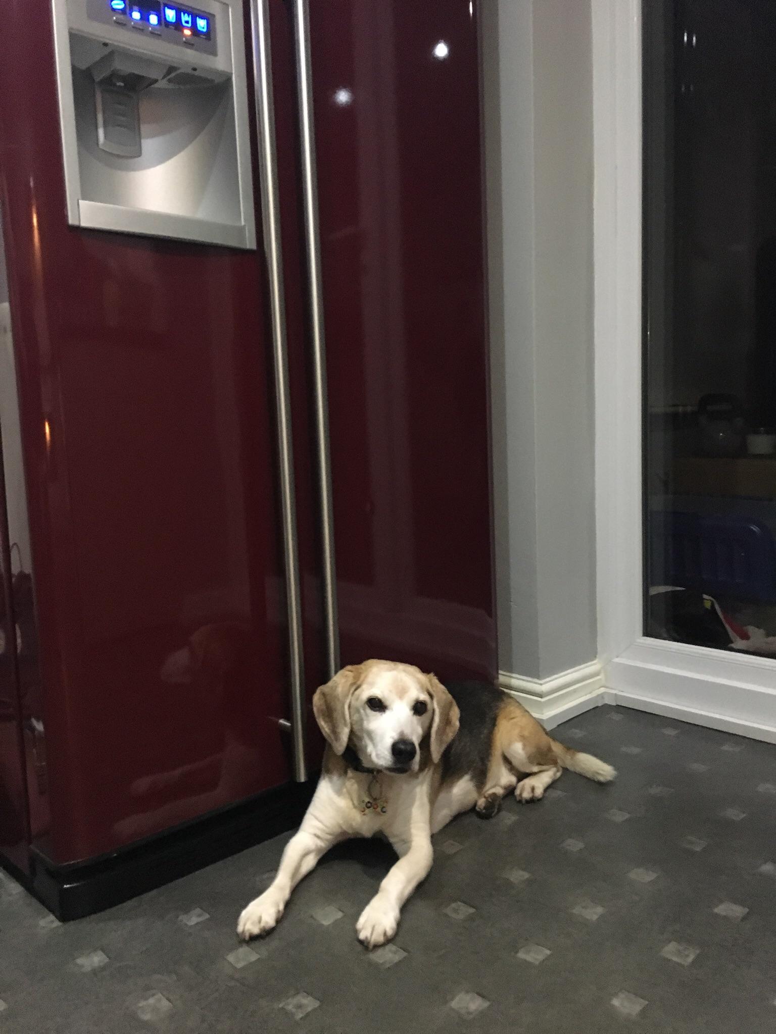 When he knows there is chicken in the fridge, and the only way to it is through him... r/beagles