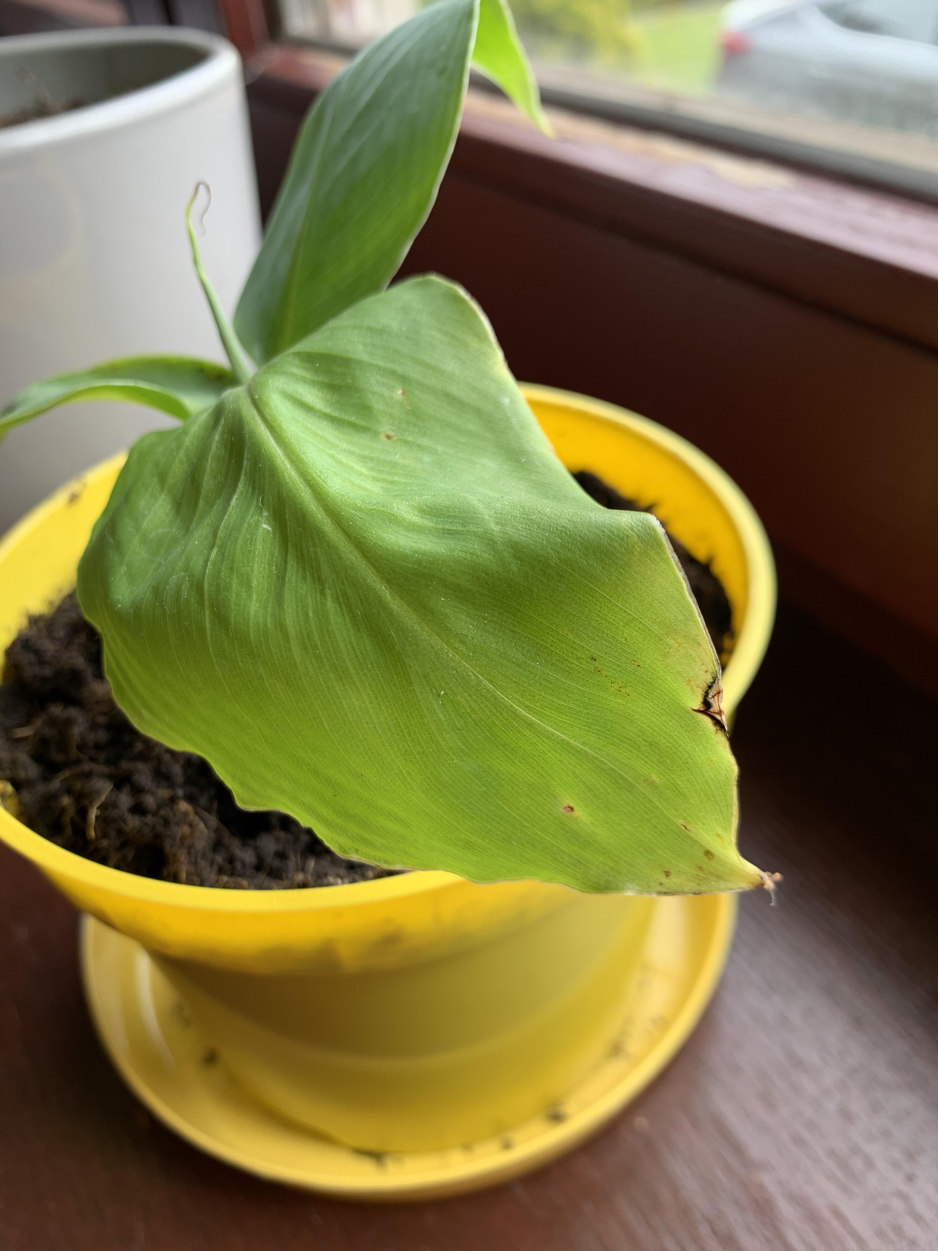 Banana leaves turning yellow and droopy after repotting (no growth