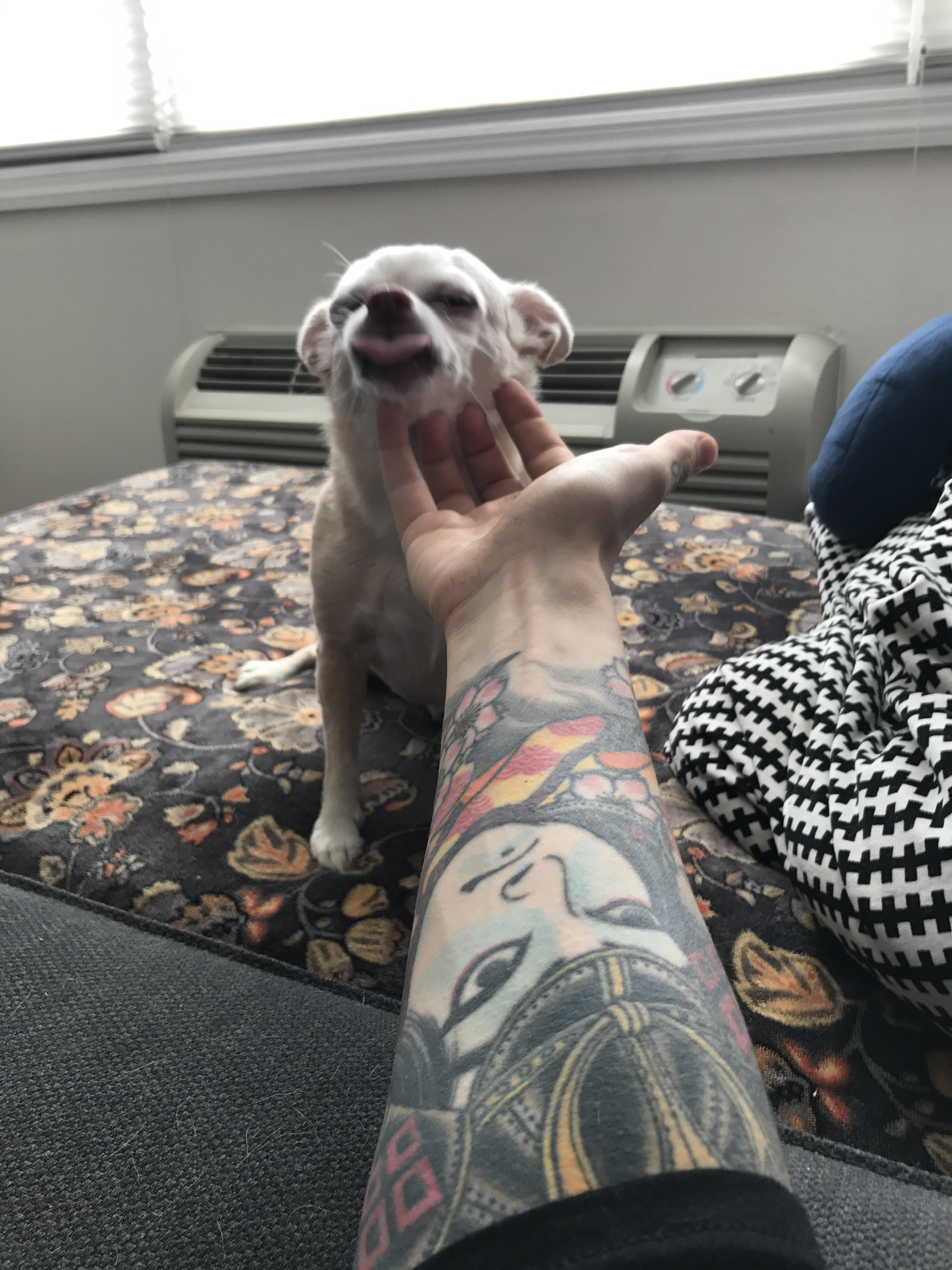 Blowing raspberries of delight for a chin scratch! r/Chihuahua