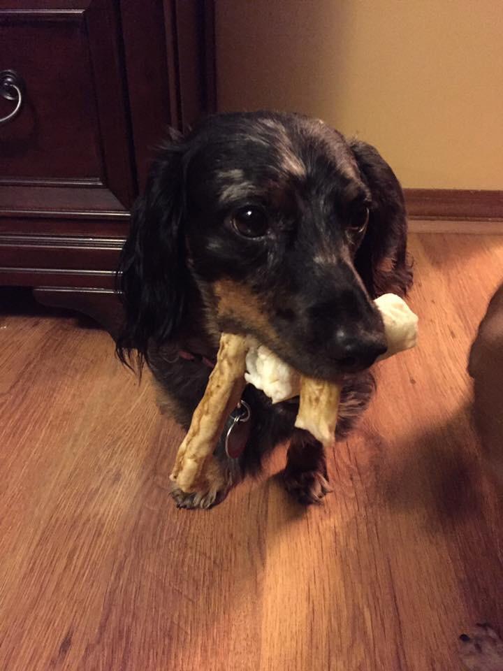 After weeks of wondering why my other dogs were eating their bones so