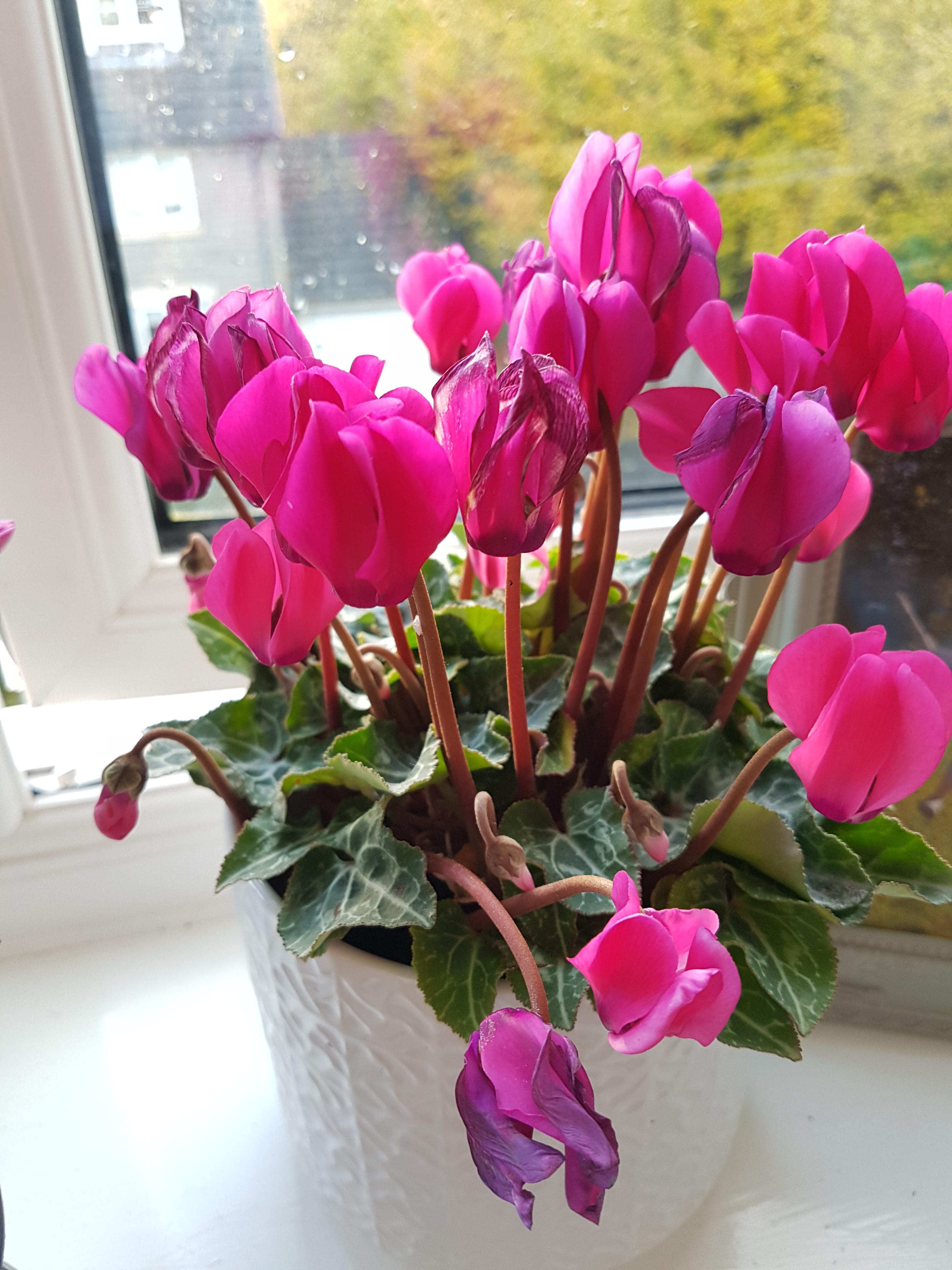 Please help my sad cyclamen!! I think I've over watered it, is there
