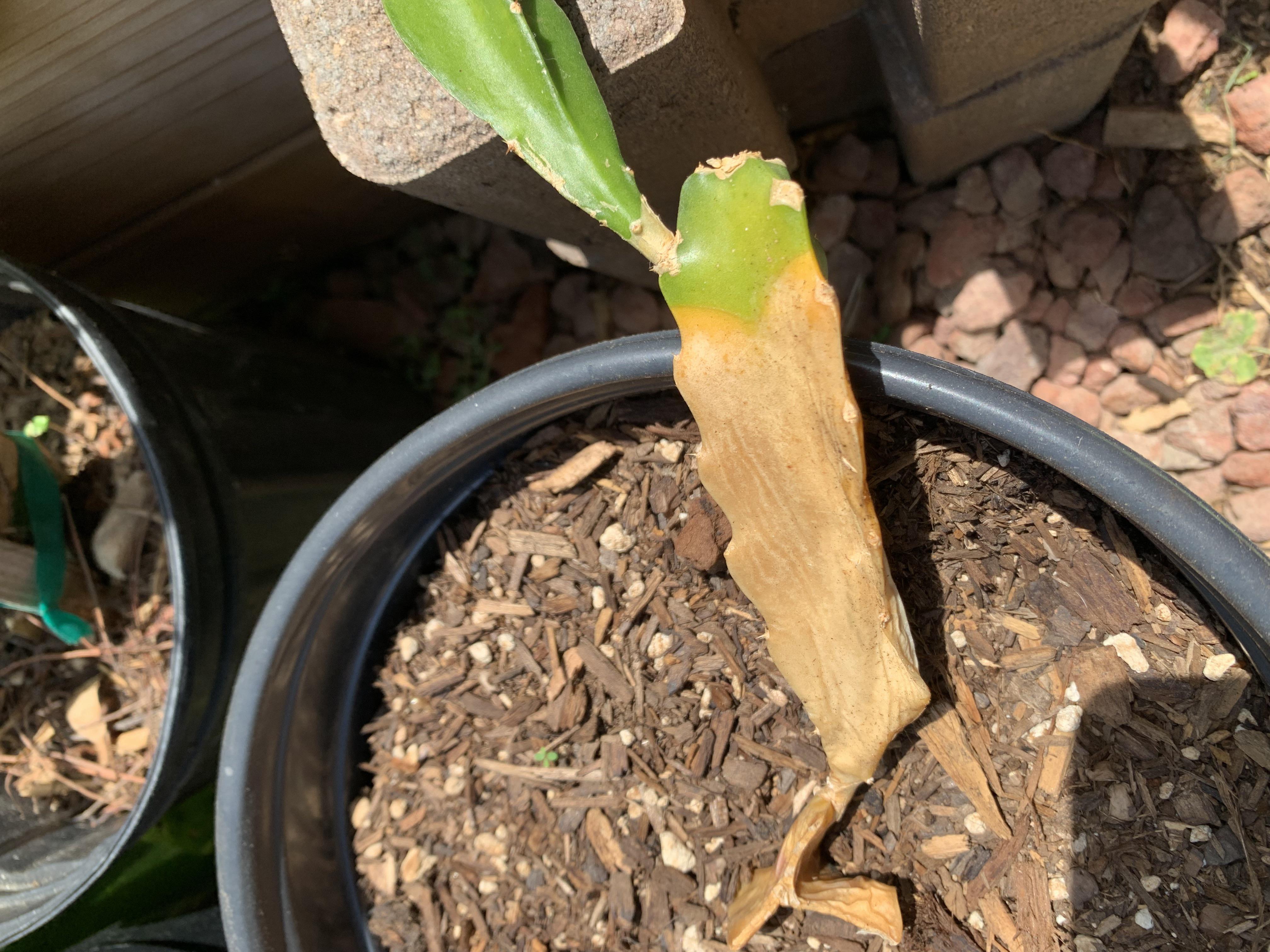 A couple of my dragon fruit cuttings have developed these soft white