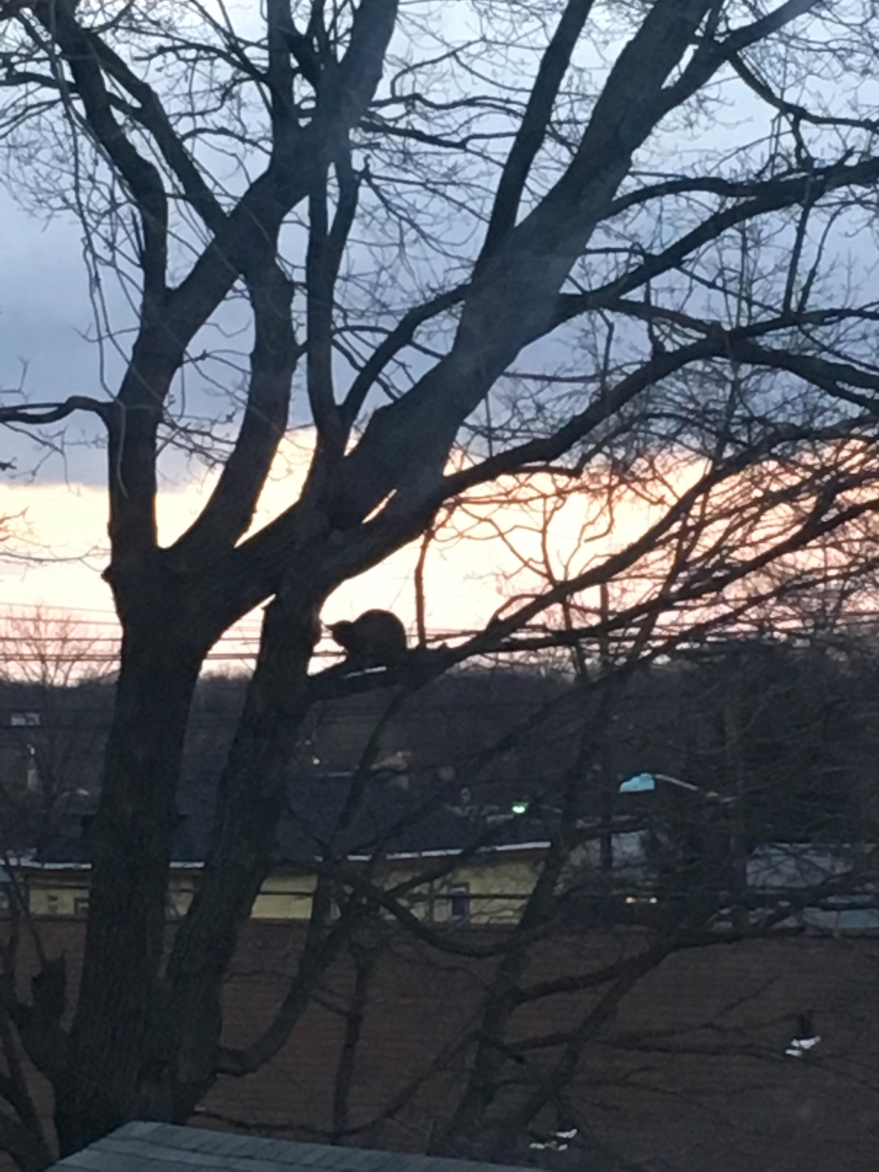 Today I found a cat stuck in a tree. r/mildlyinteresting