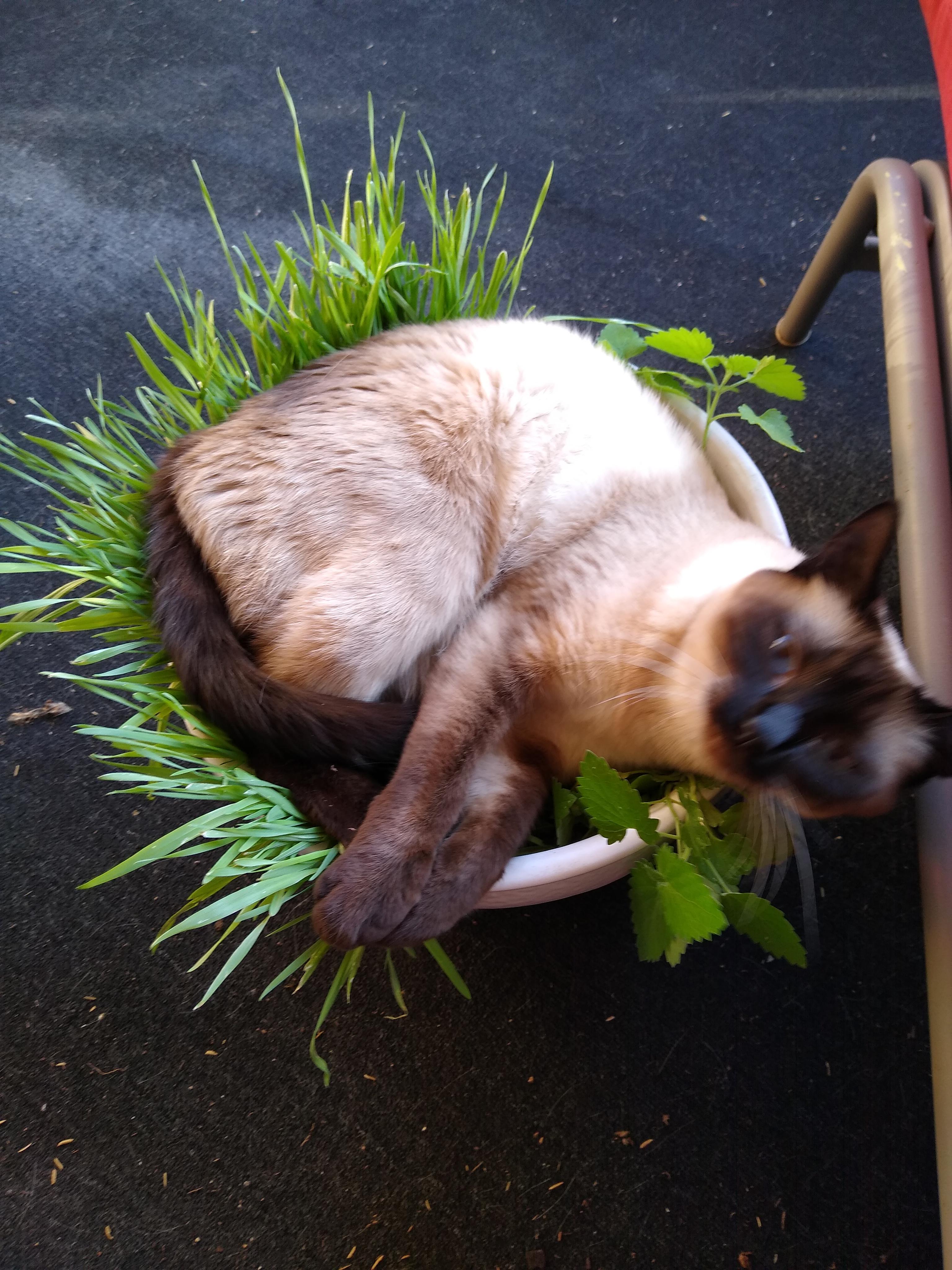 Planted oat grass and catnip from seed, looked perfect yesterday, kitty