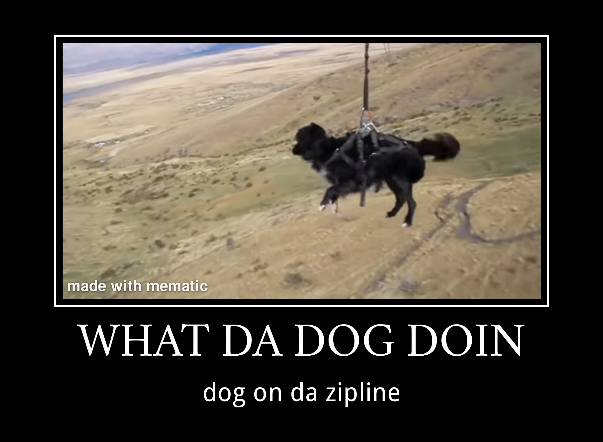 What da dog doin r/memes