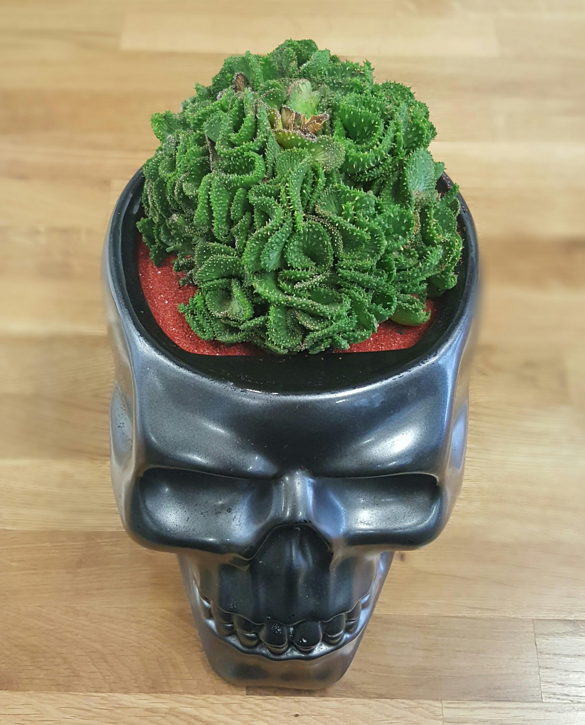 Skull planter with brain cactus r/pics