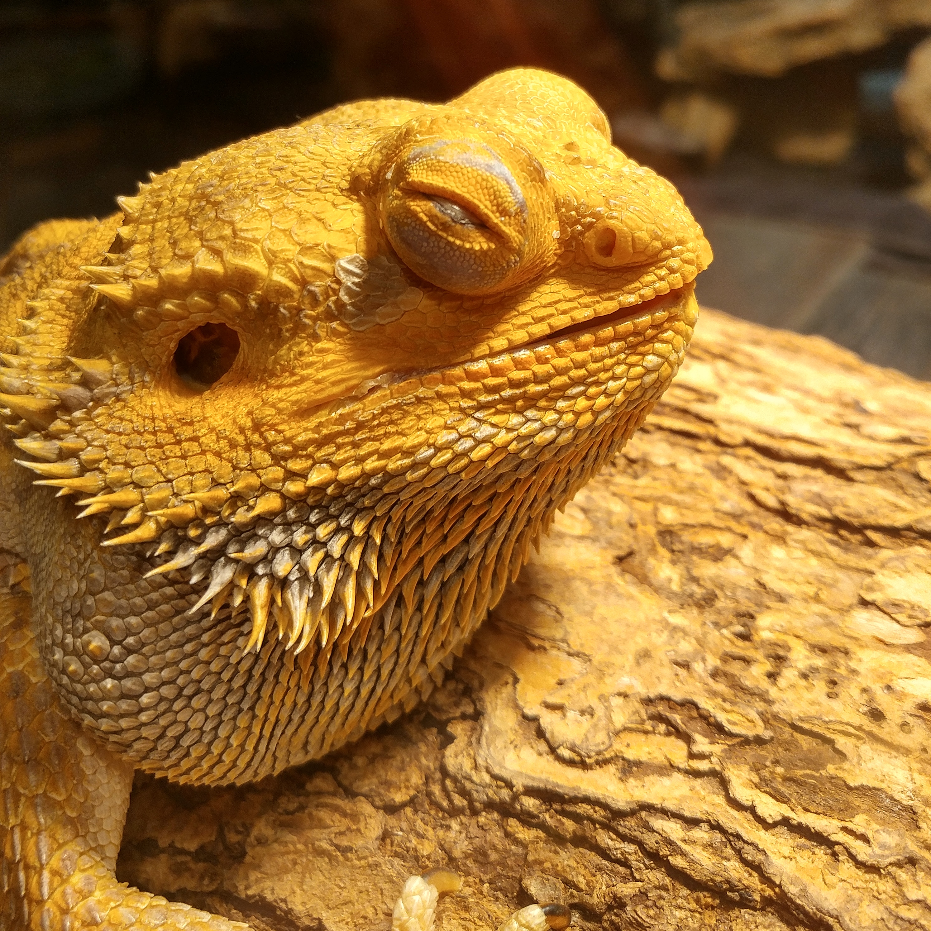 My wonderful beauty Buffy BeardedDragons
