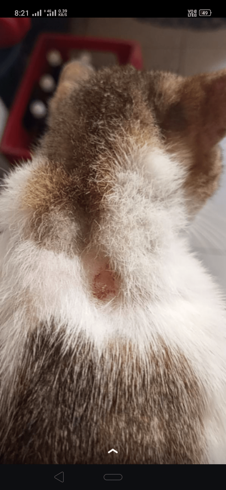 Rashes on cat after New collar r/catcare