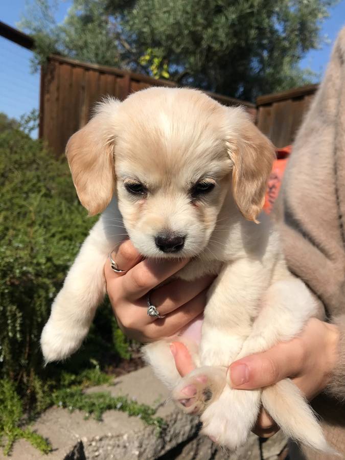 Does this look like a Maltipoo puppy? Thinking of adopting it as it is