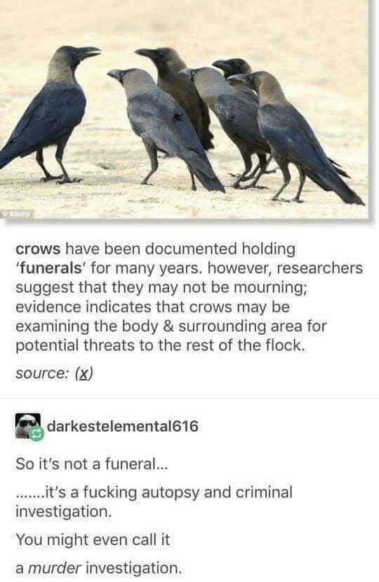 Crows r/tumblr