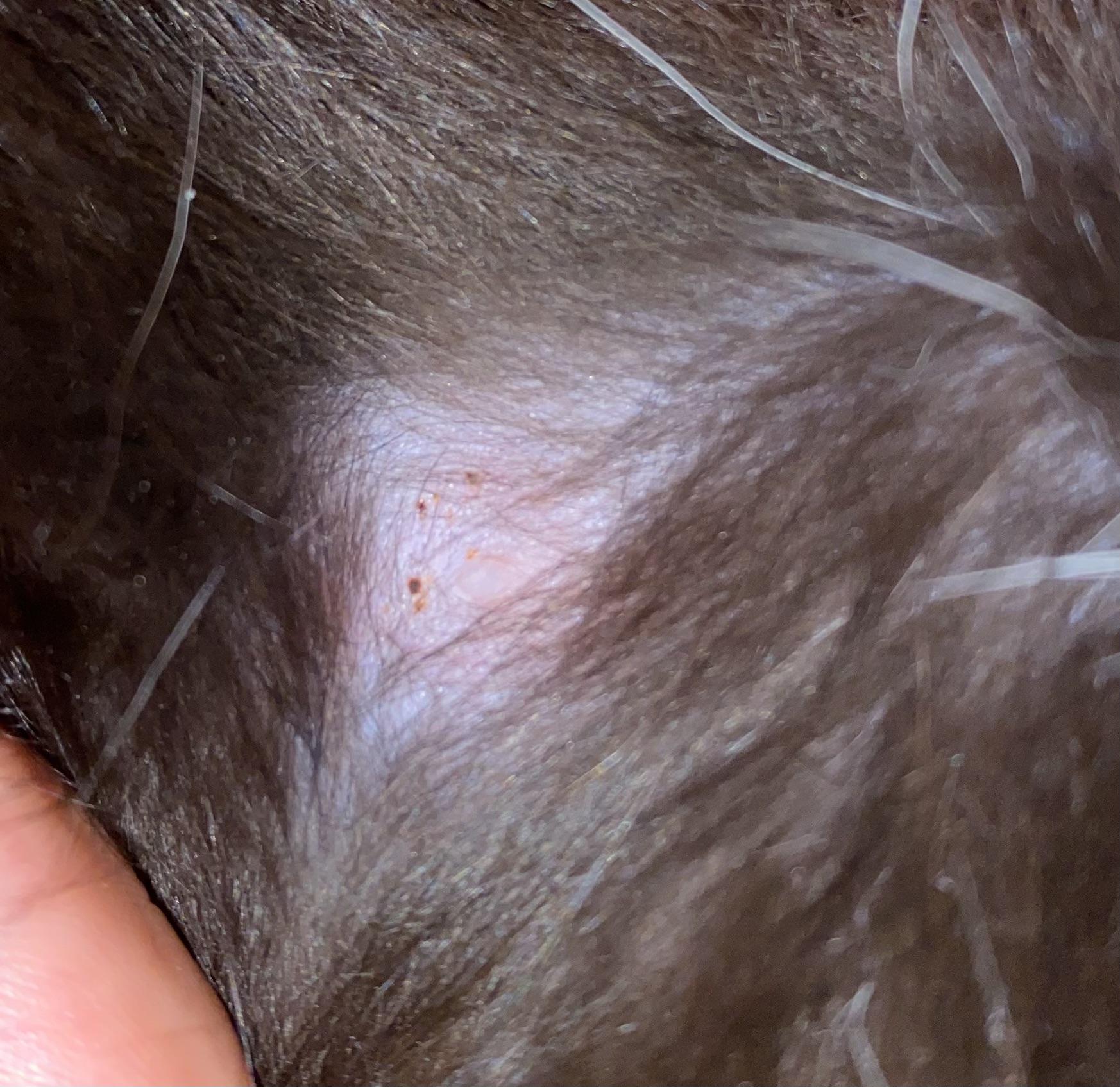 Red spots on cat nipple all of the sudden. Should I be concern? r/vet