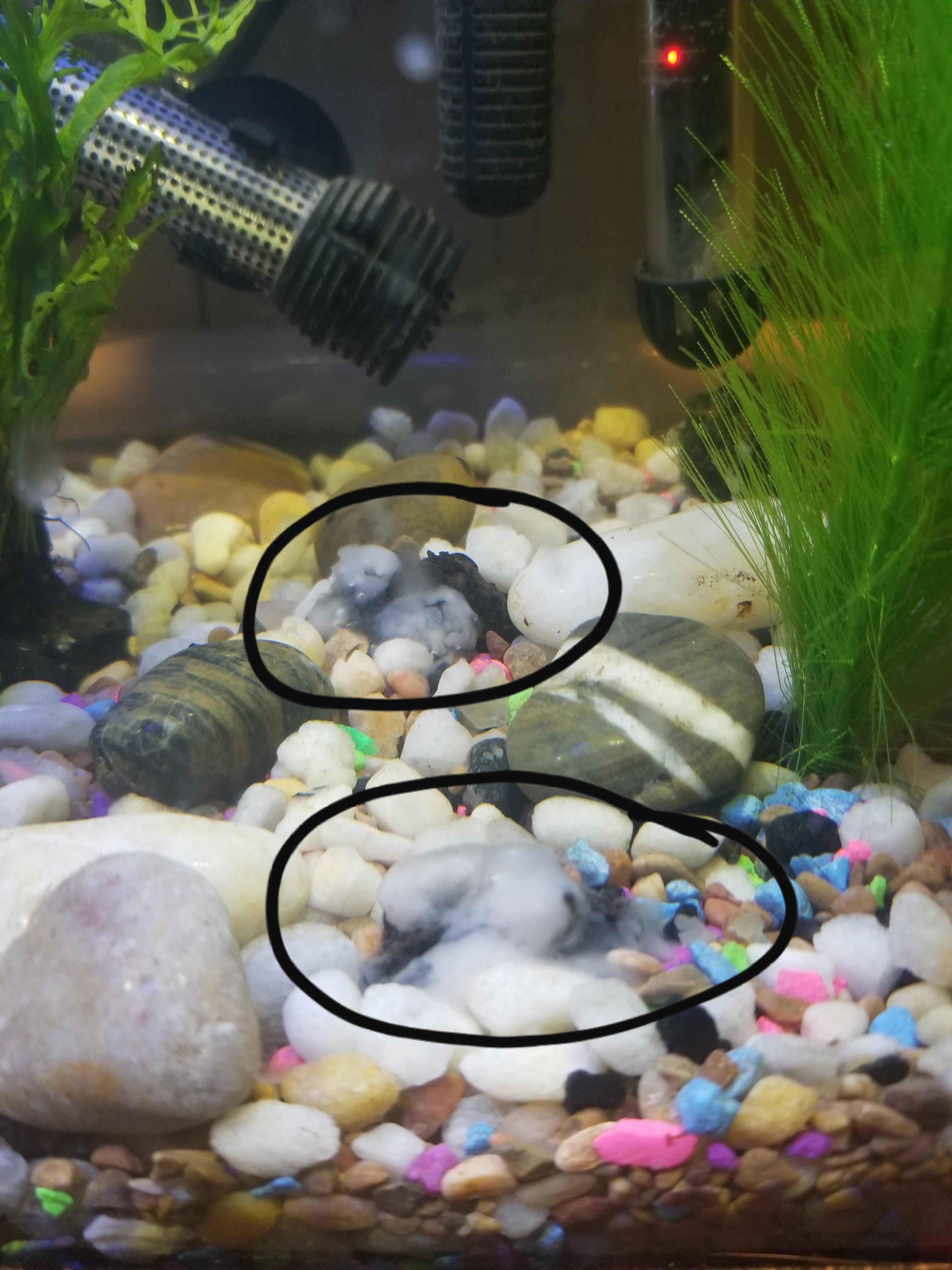 HELP! Are these water lily seed pods rotting? Or is this normal?? r