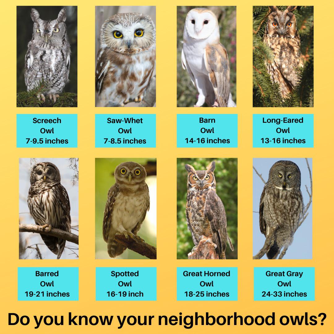 Do you know your neighborhood owls? Learn about the many benefits owl