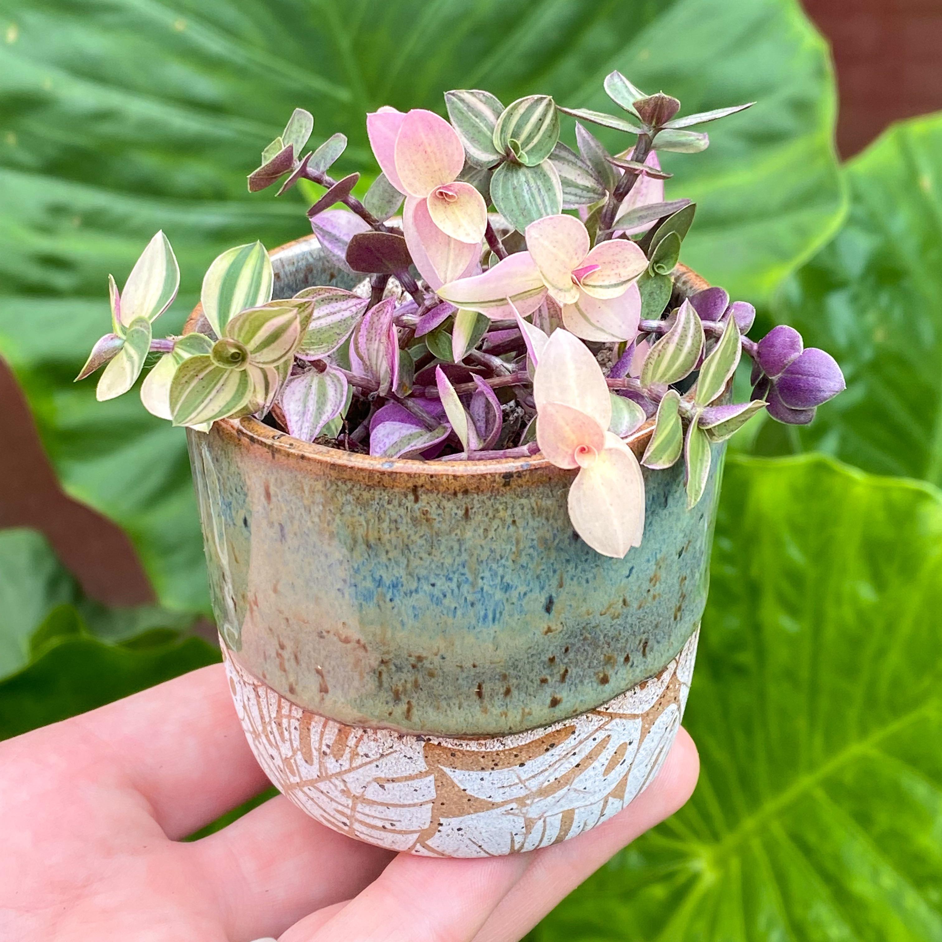 This plant and this pot make quite a pair! Callisia repens “Bianca” and