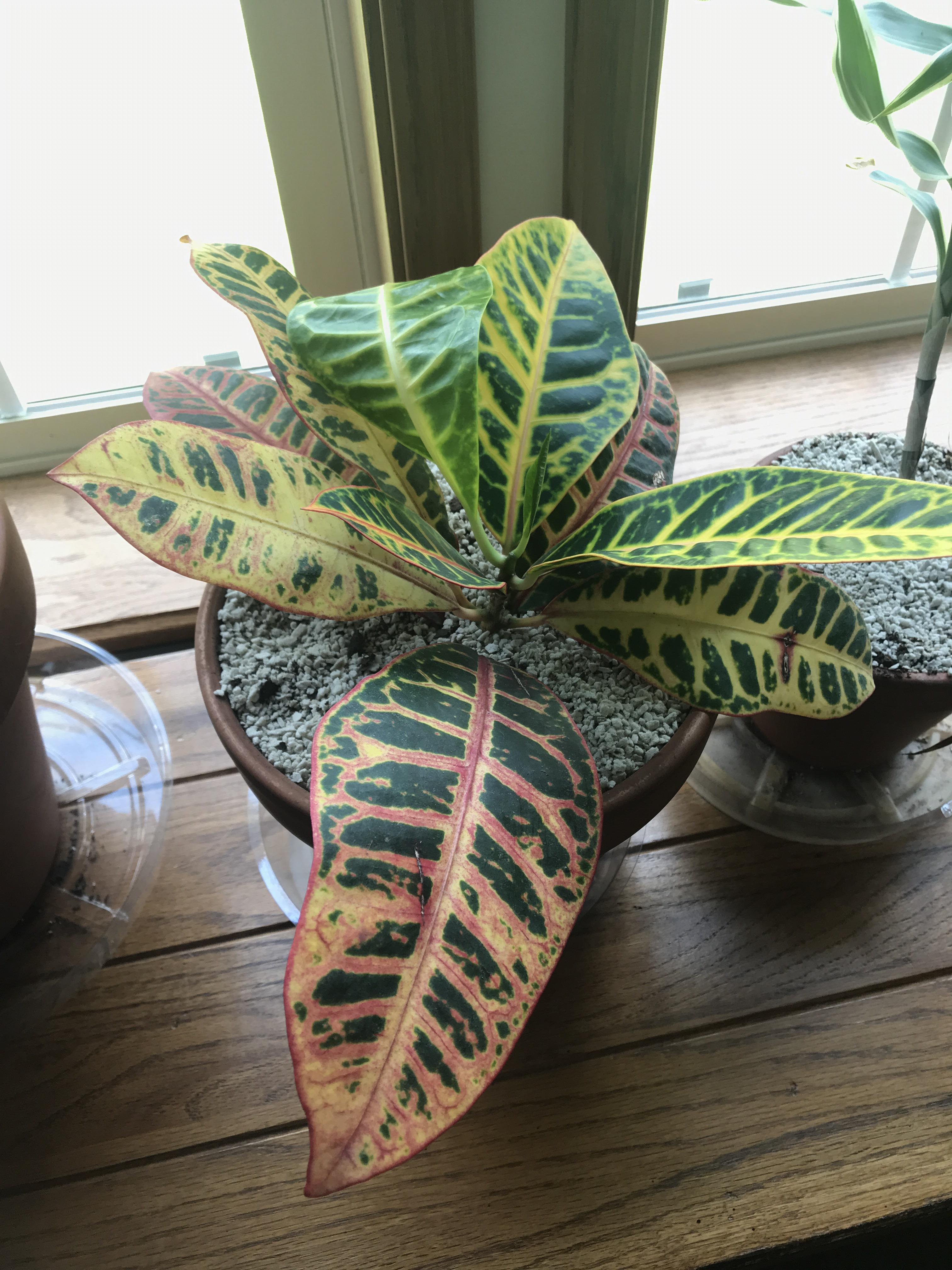 Croton has one bizarrely textured, droopy leaf all of a sudden r