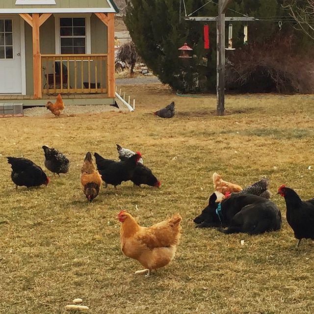 My dog really knows how to pick up chicks r/BackYardChickens