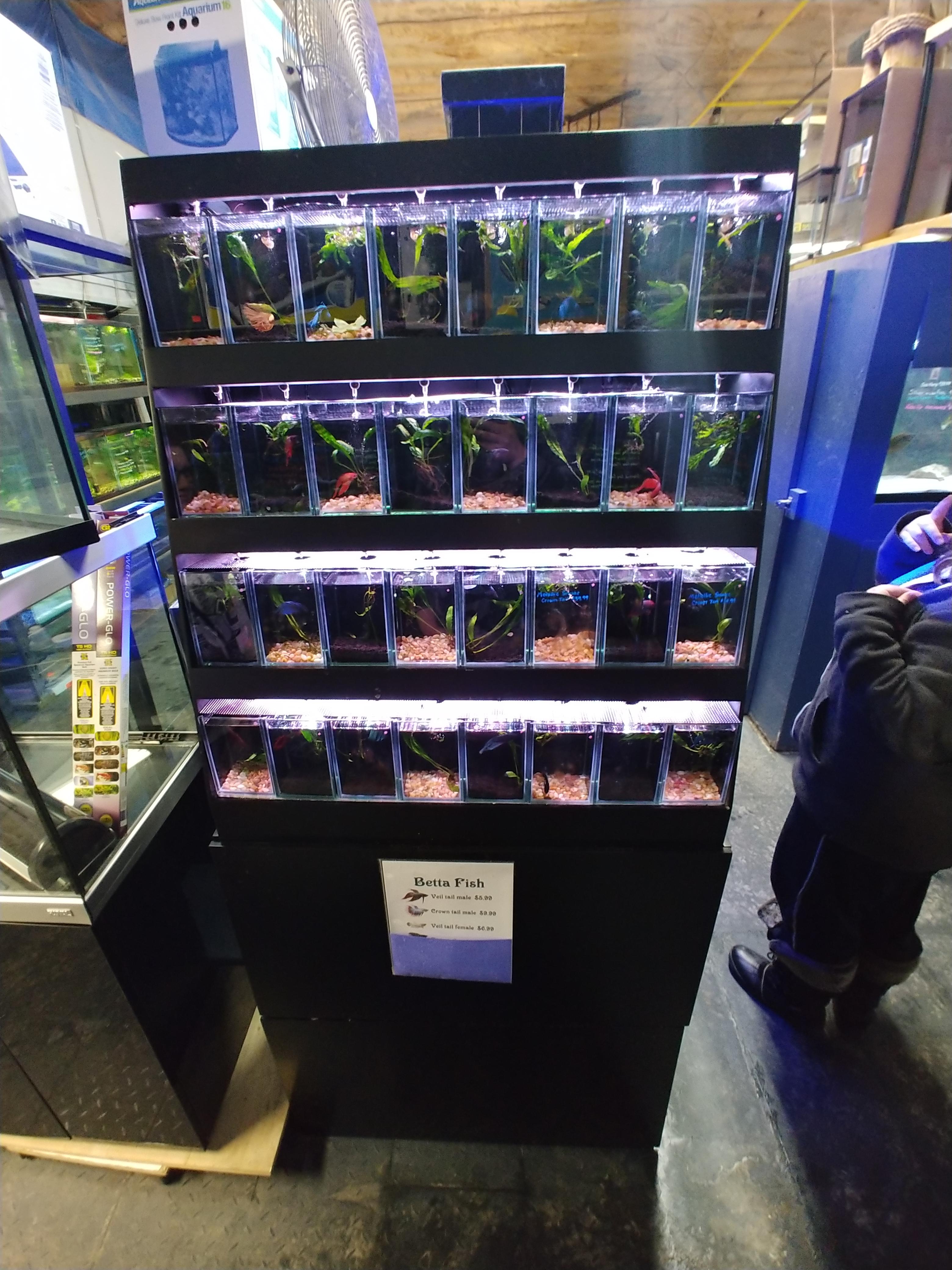 Better Betta display at my LFS. Complete with sump! r/Aquariums