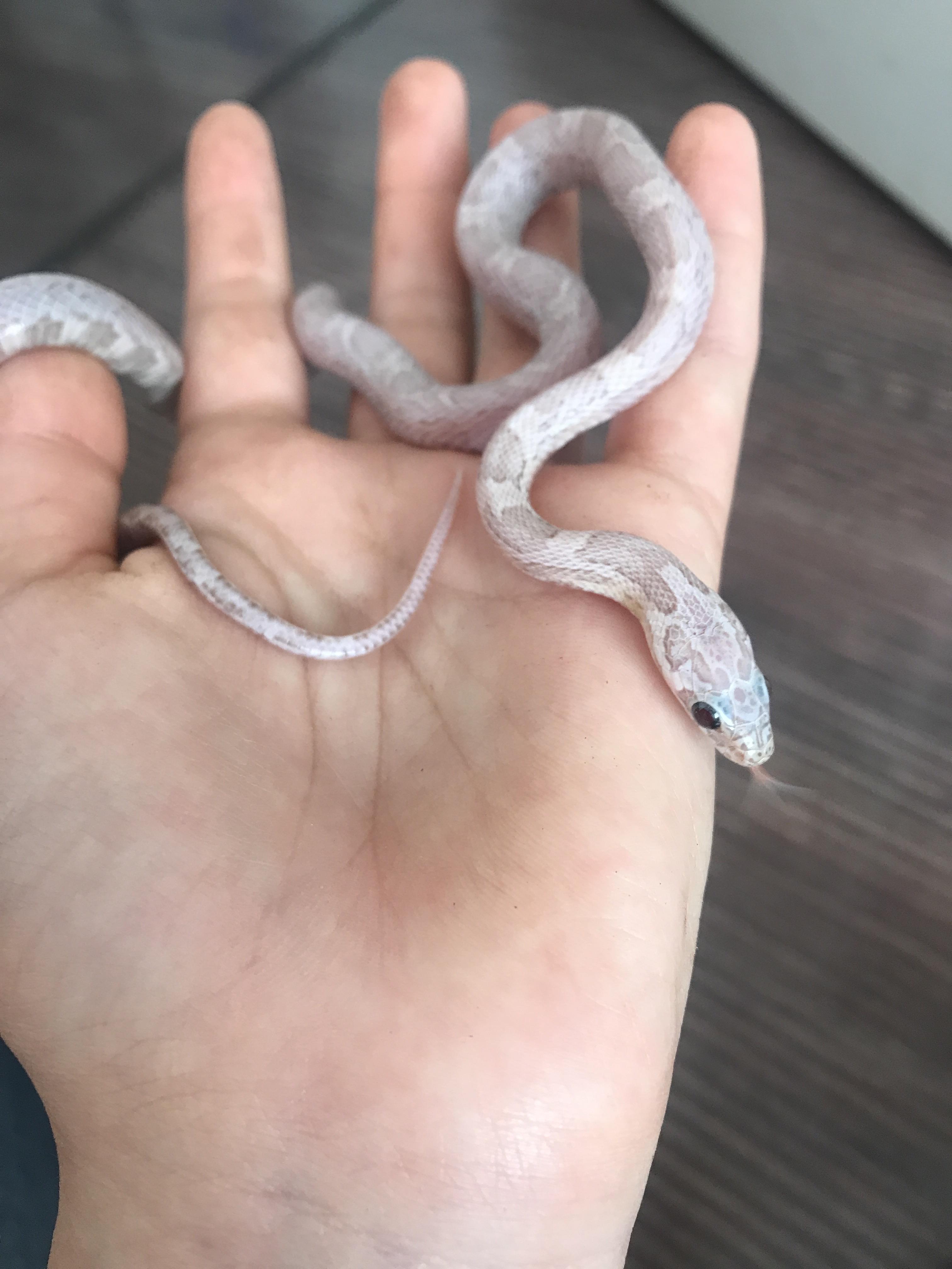 My corn snake doesn’t seem to grow r/cornsnakes