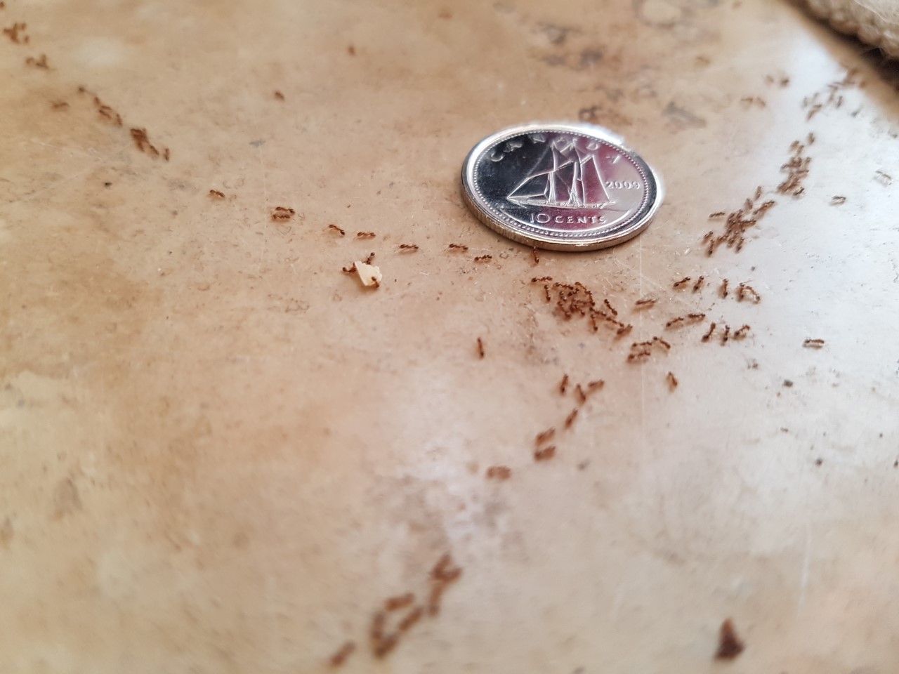 Toronto, Canada. The tiniest ants I have ever seen. Dime for scale. r