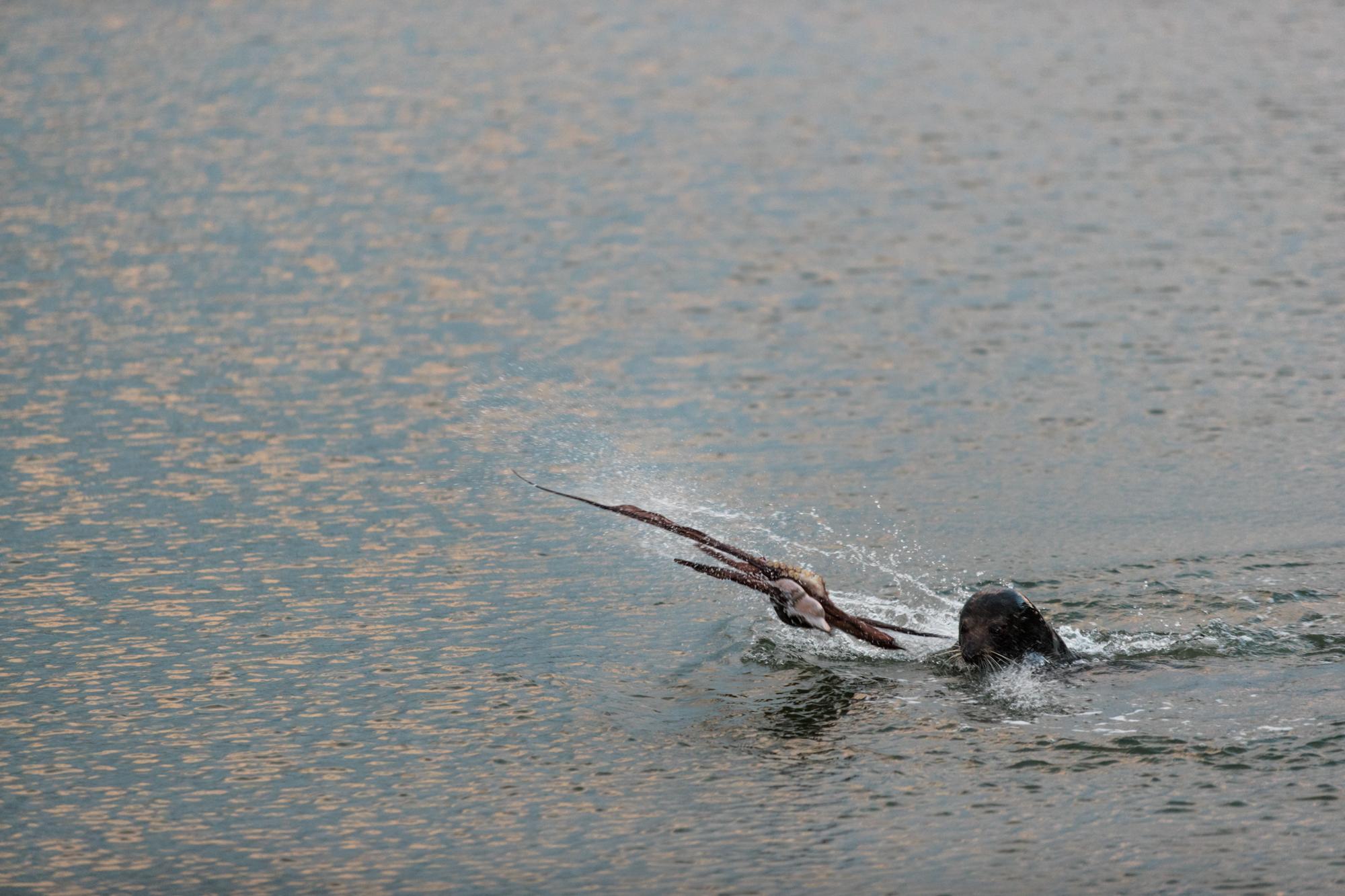 Seal throwing an octopus around r/natureismetal