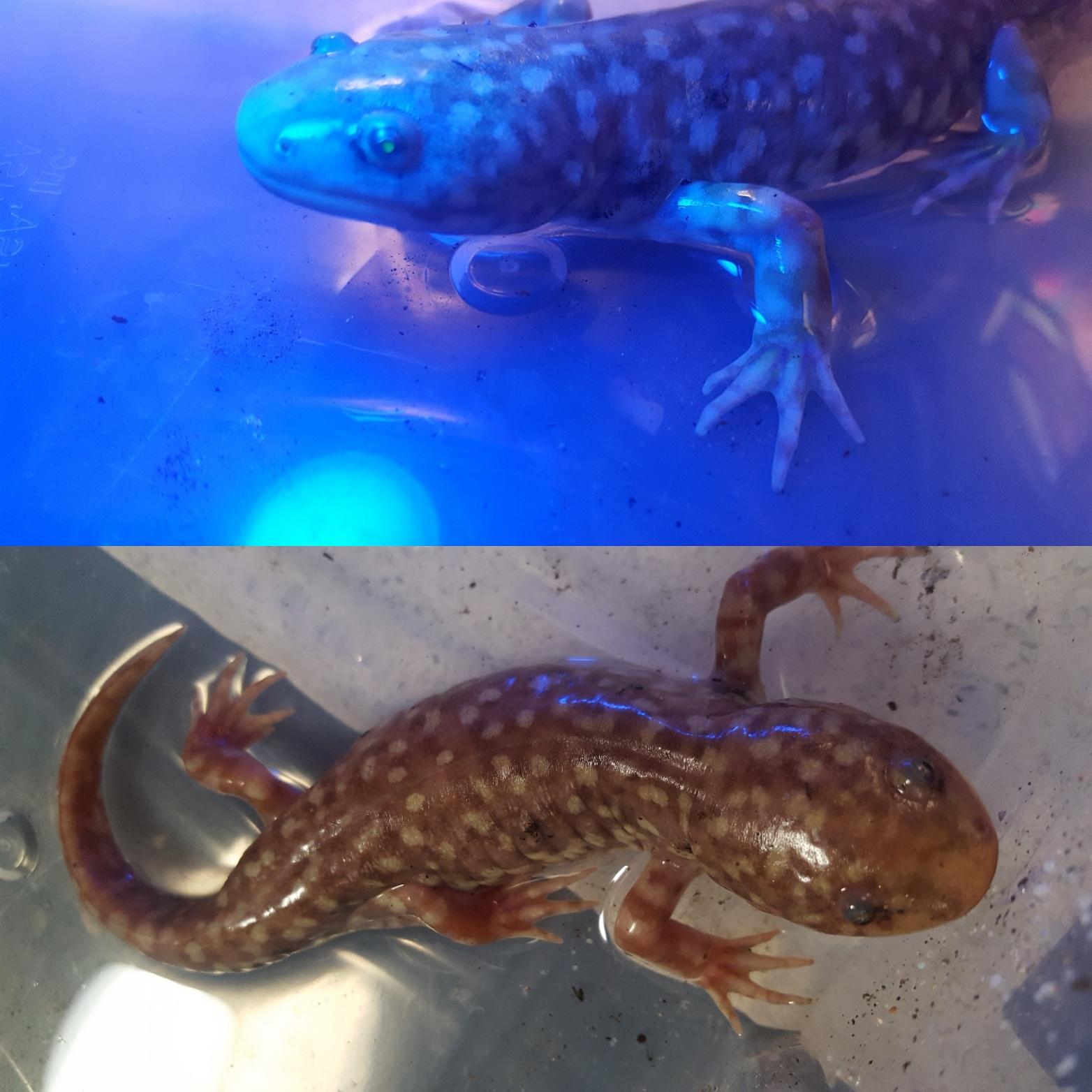 Finally got a blue light and confirmed that my morphed copper has the