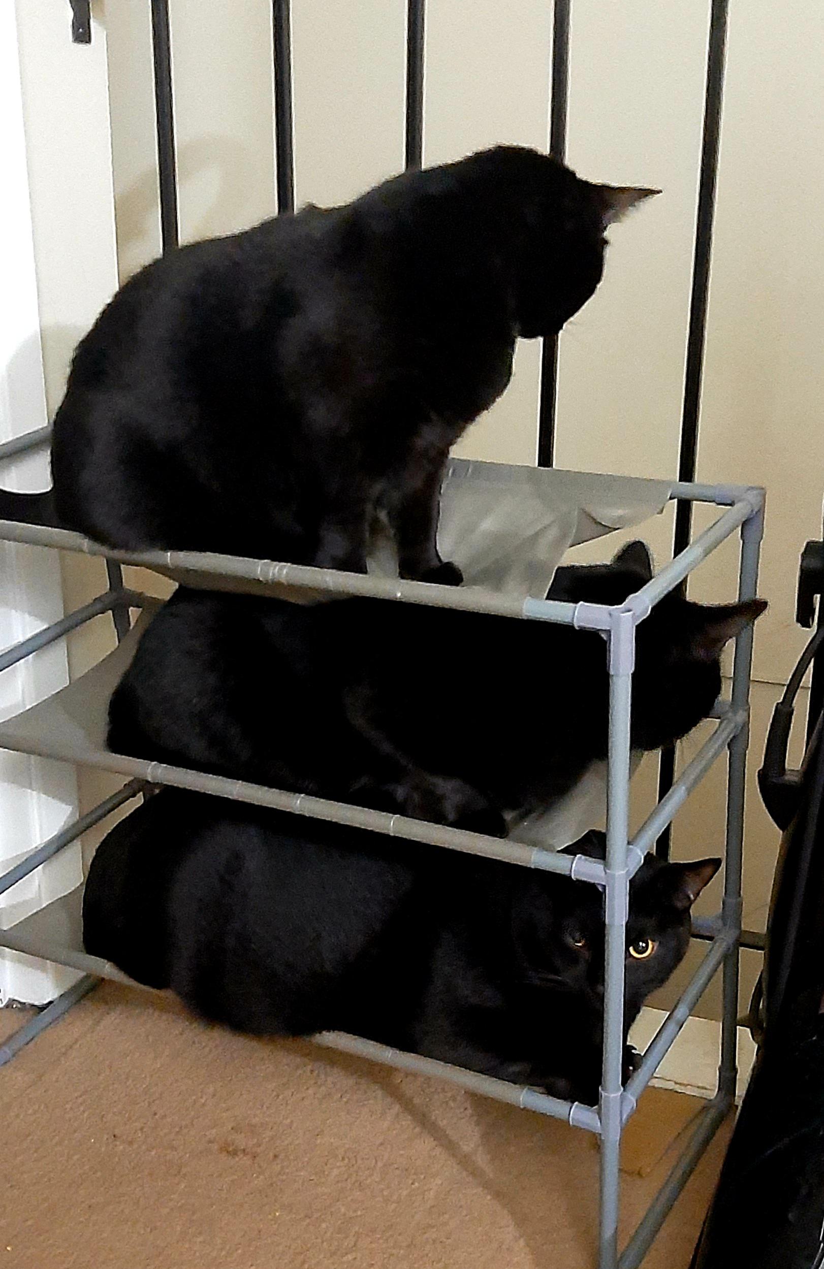 4 Dollarama Shoe Shelf Turned Cat bunk bed r/blackcats
