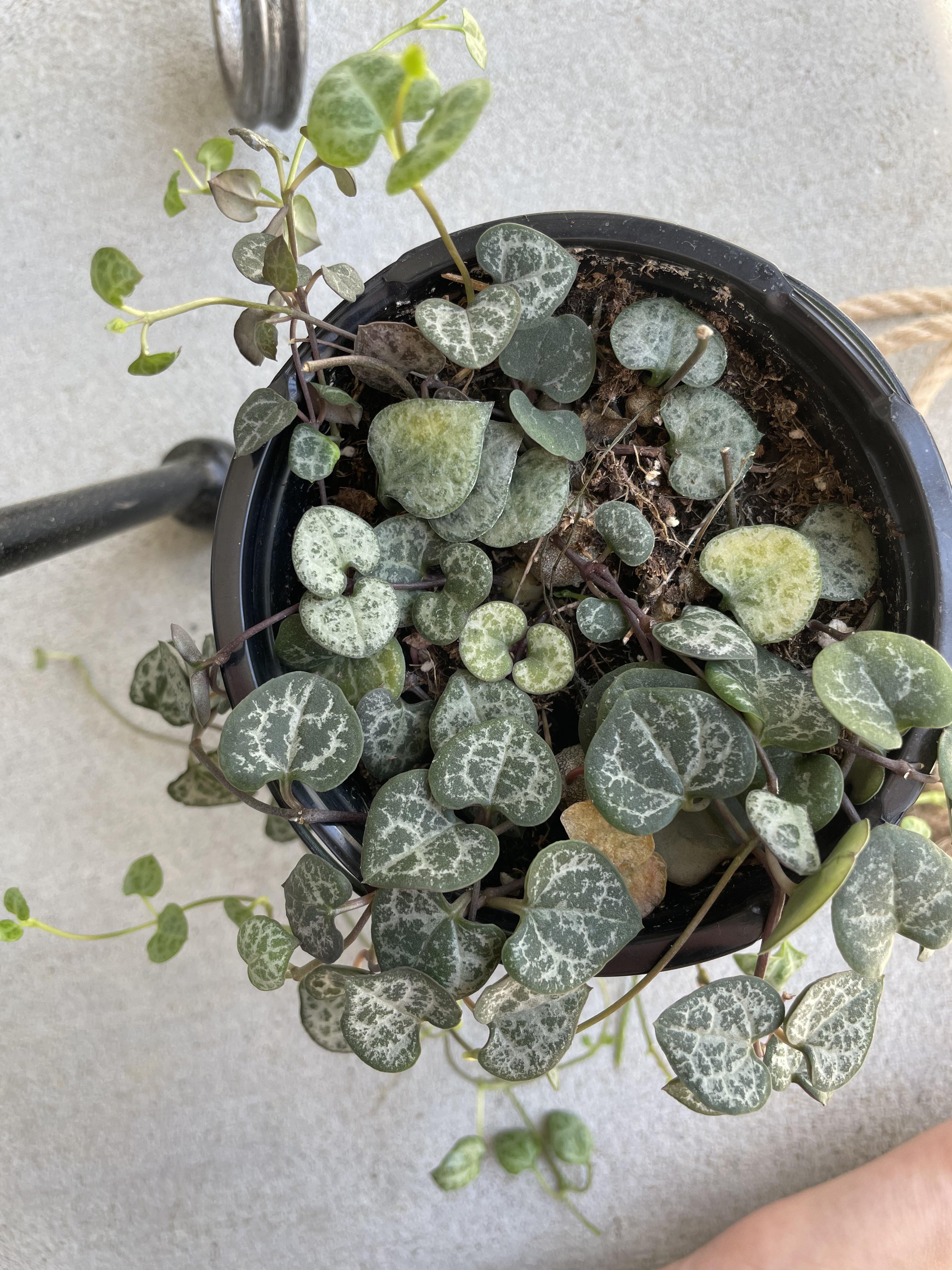 Please help with my string of hearts plant!! Yellowing leaves😕 I water
