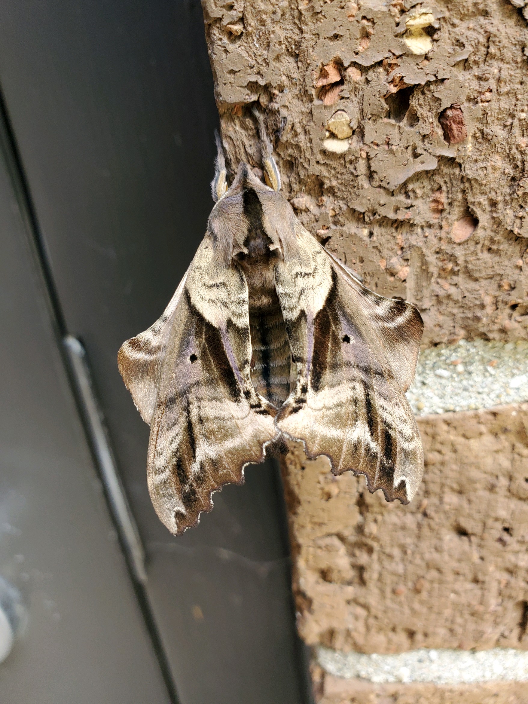 Dad keeps finding these moths at work(in Michigan) and hes wondering
