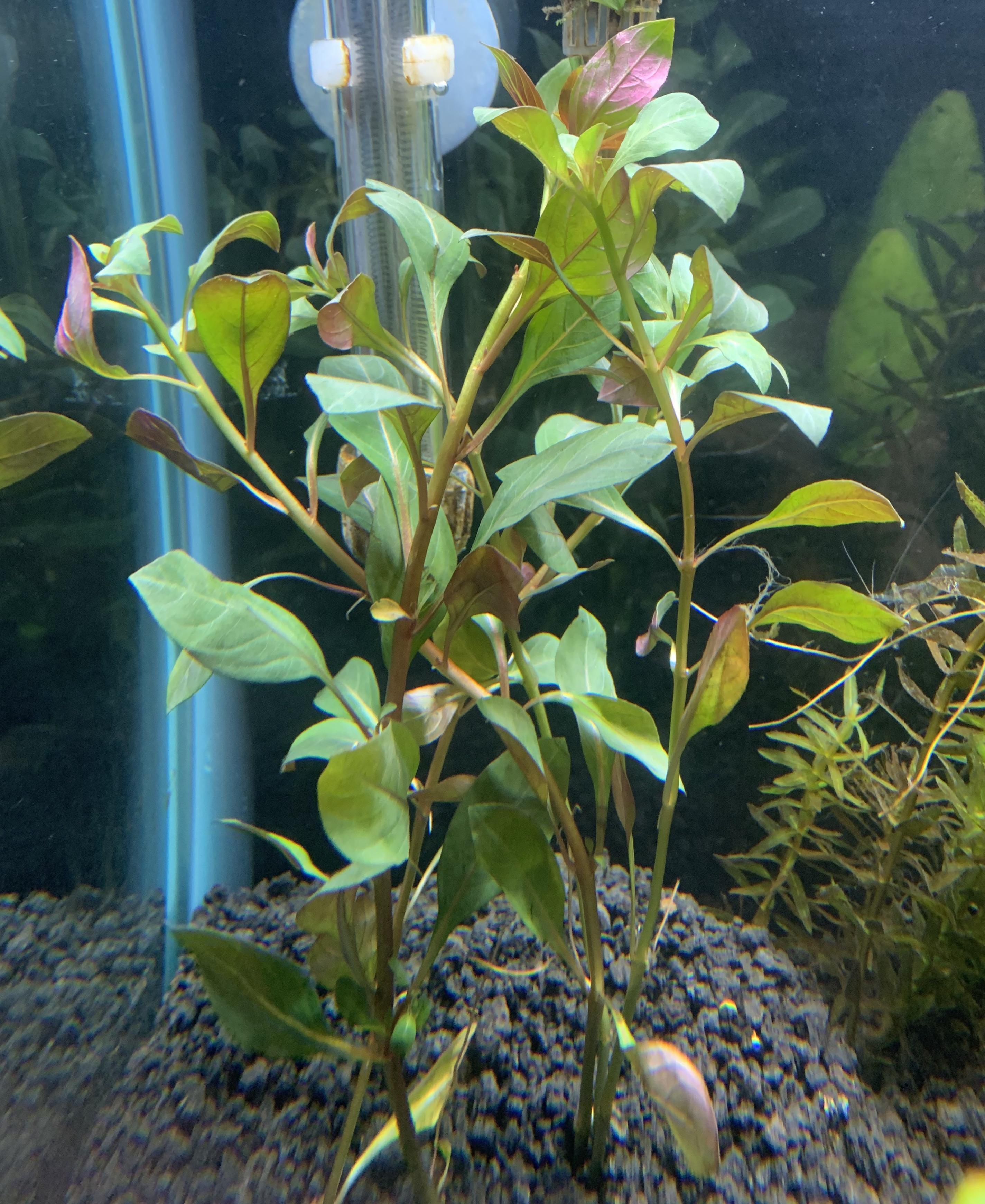 ID? Bought at Petco as assorted stem plants r/PlantedTank