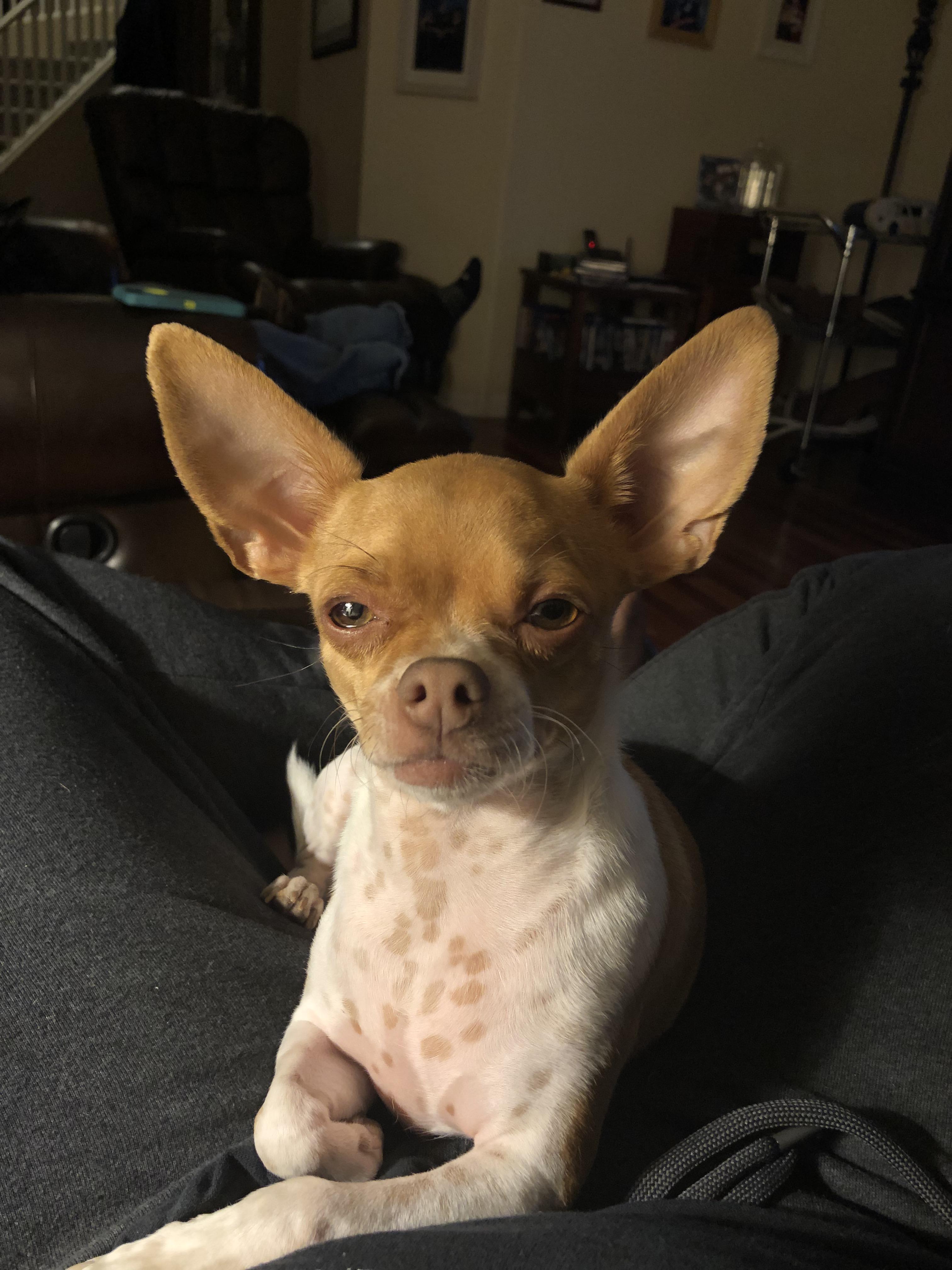 Seeing how many people liked my previous post, meet Poncho, one of my