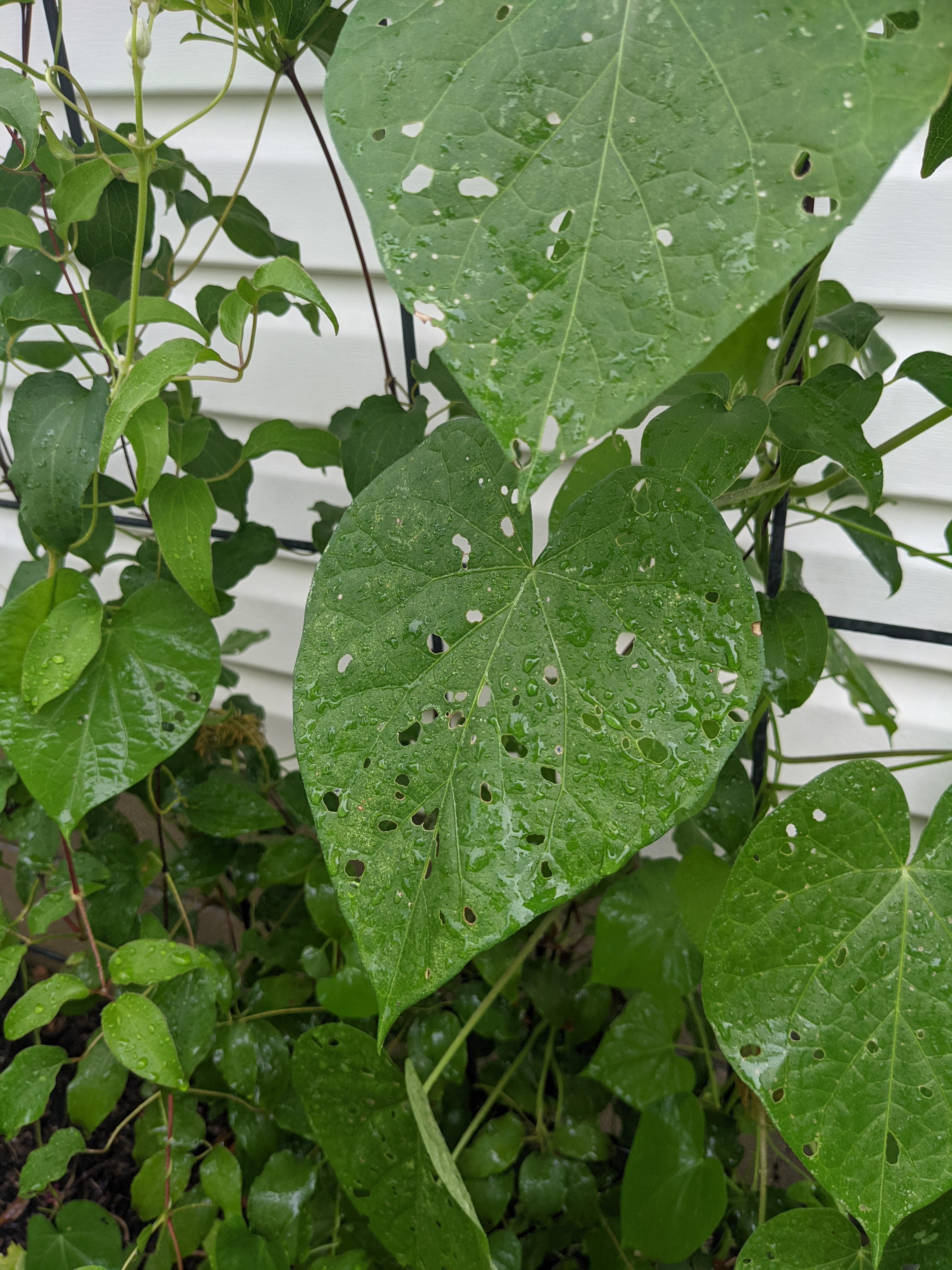 What could be eating my morning glory leaves? I haven't spotted a bug! r/plantclinic