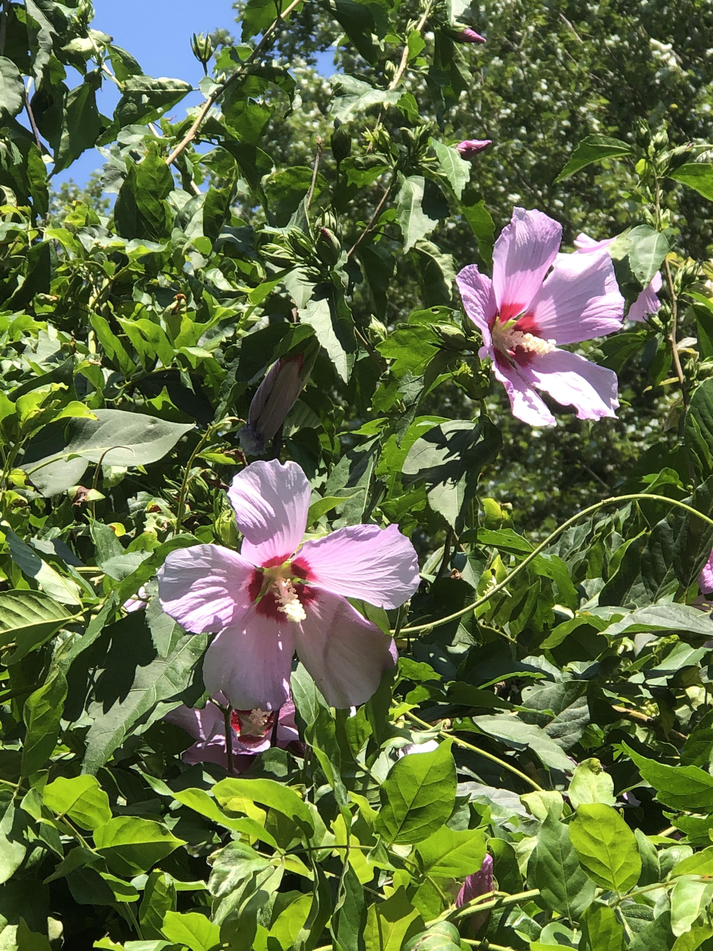 Is Rose of Sharon the same/similar to hibiscus? Like edible