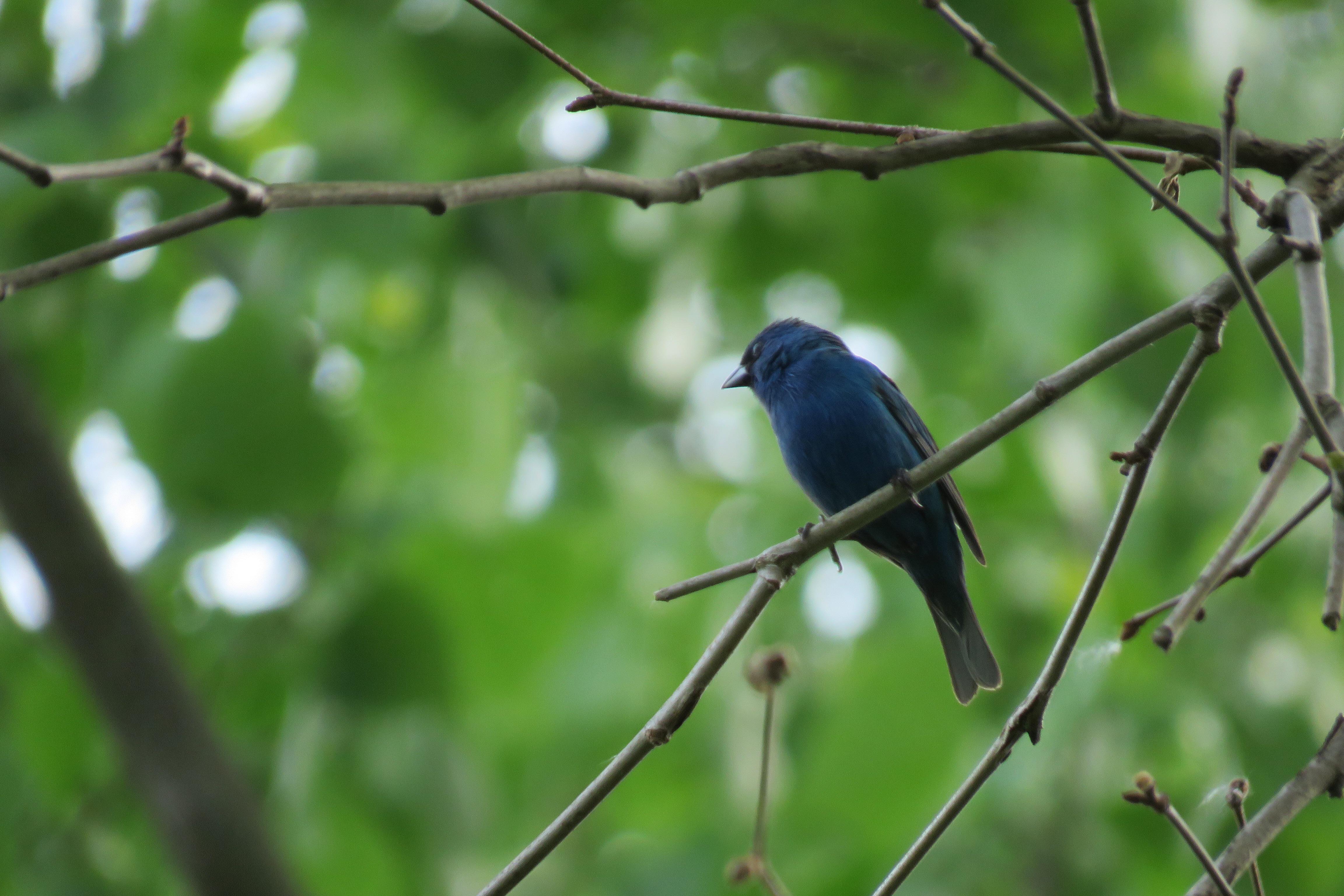 Indigo Bunting [Ohio] r/birding