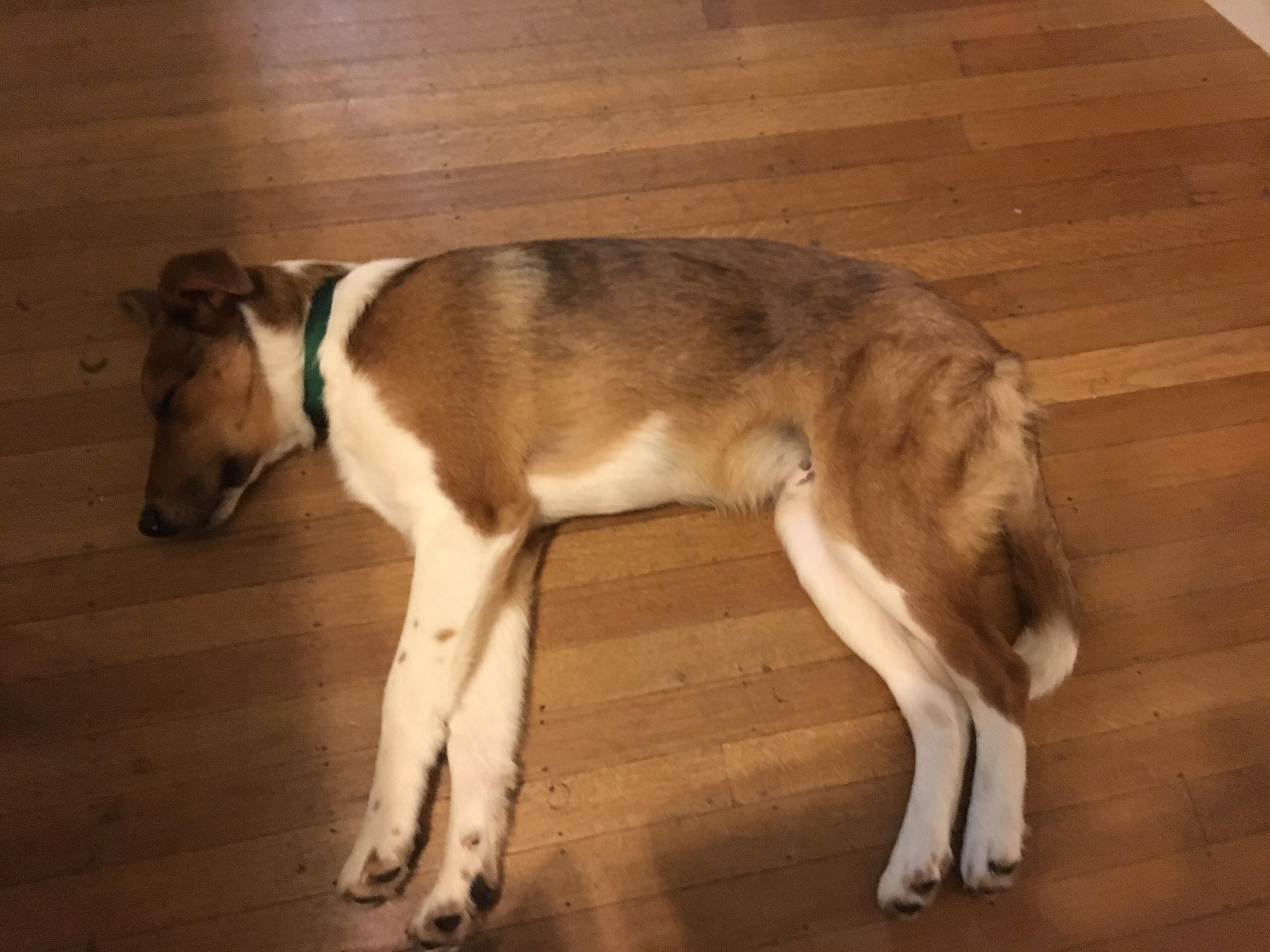 My dog got hit by a car today. He was 3 years old. This is the last
