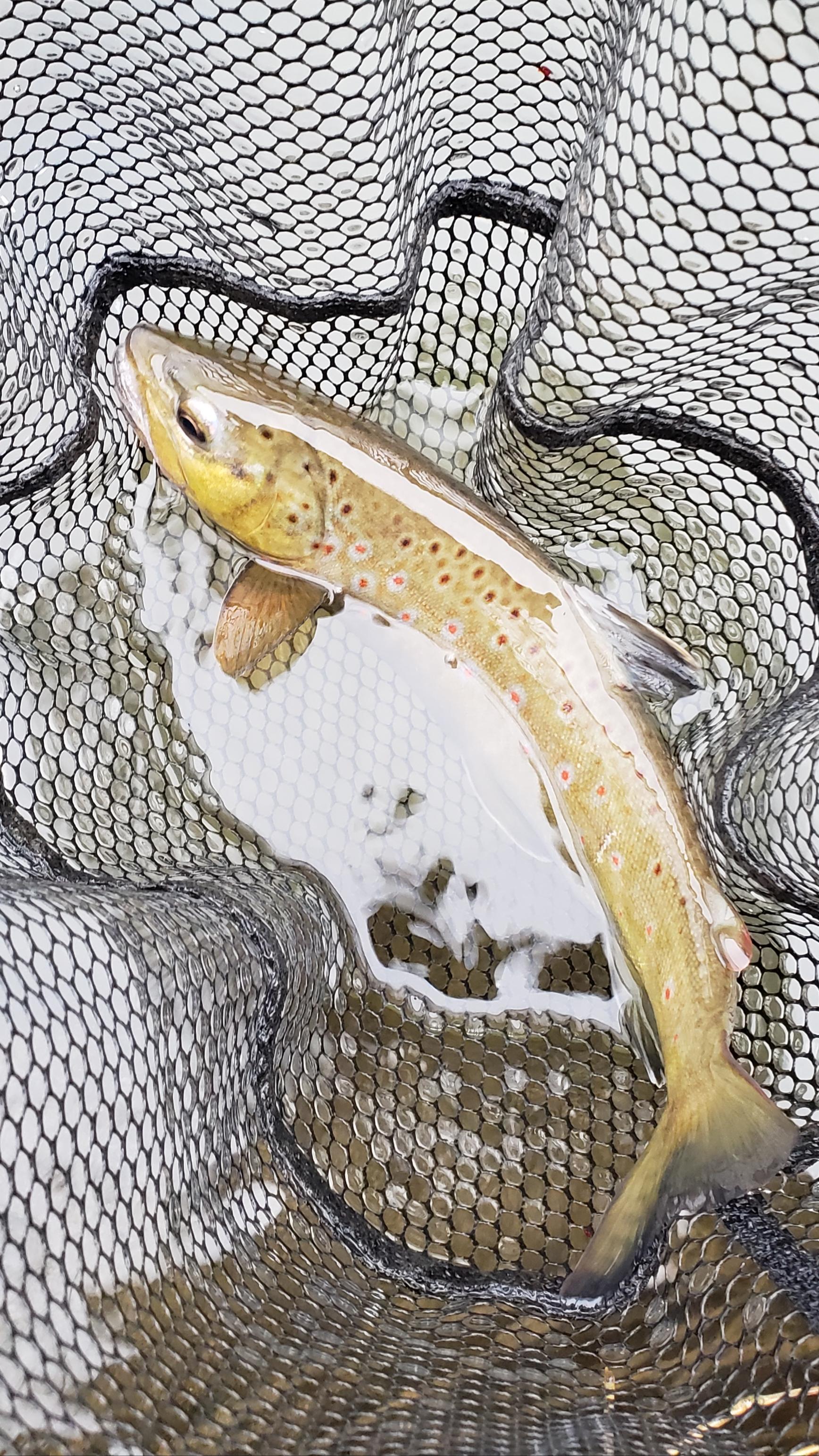 Iowa freshwater gold r/pics