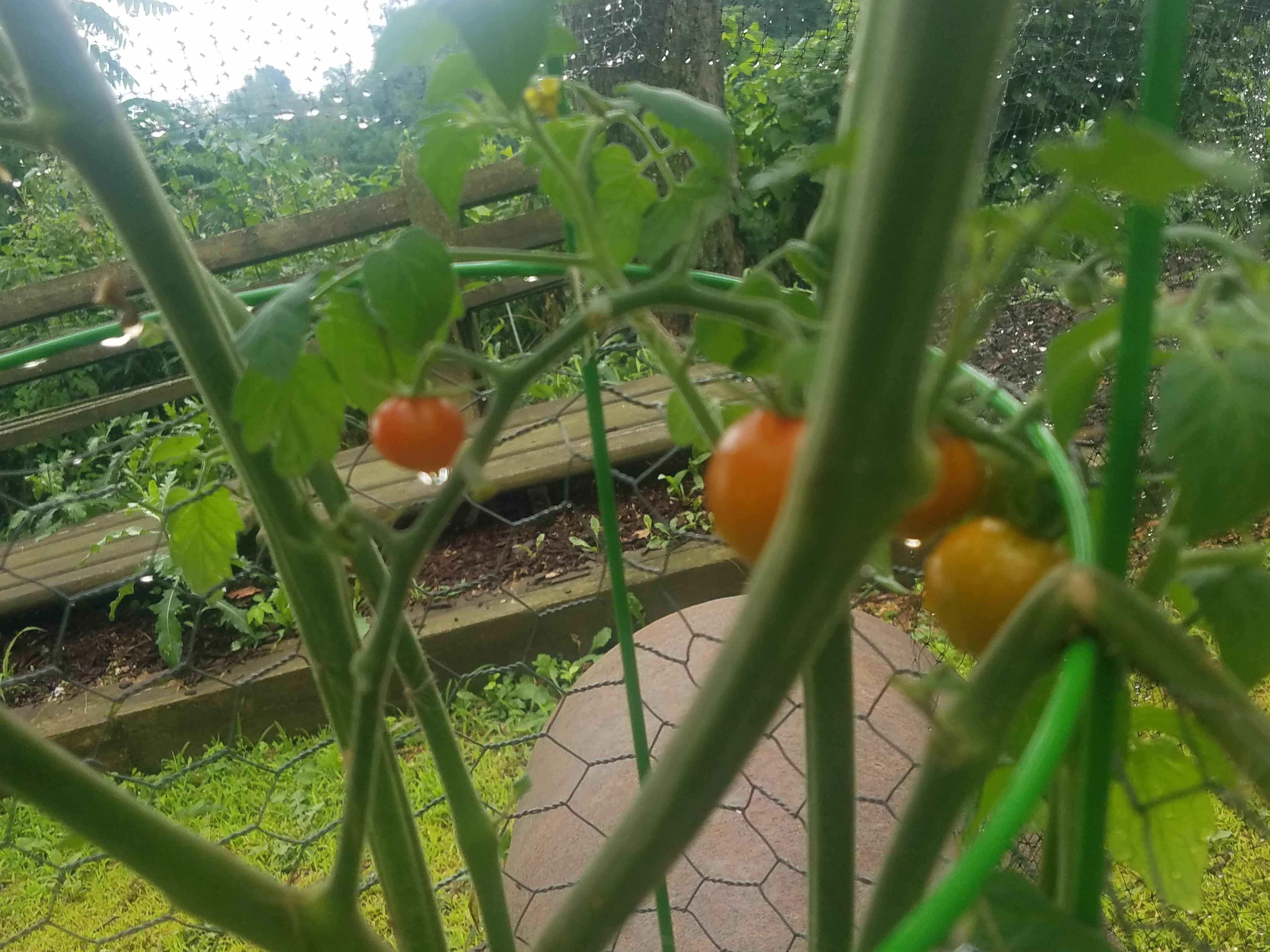First time growing cherry tomatoes. When should I harvest them and take