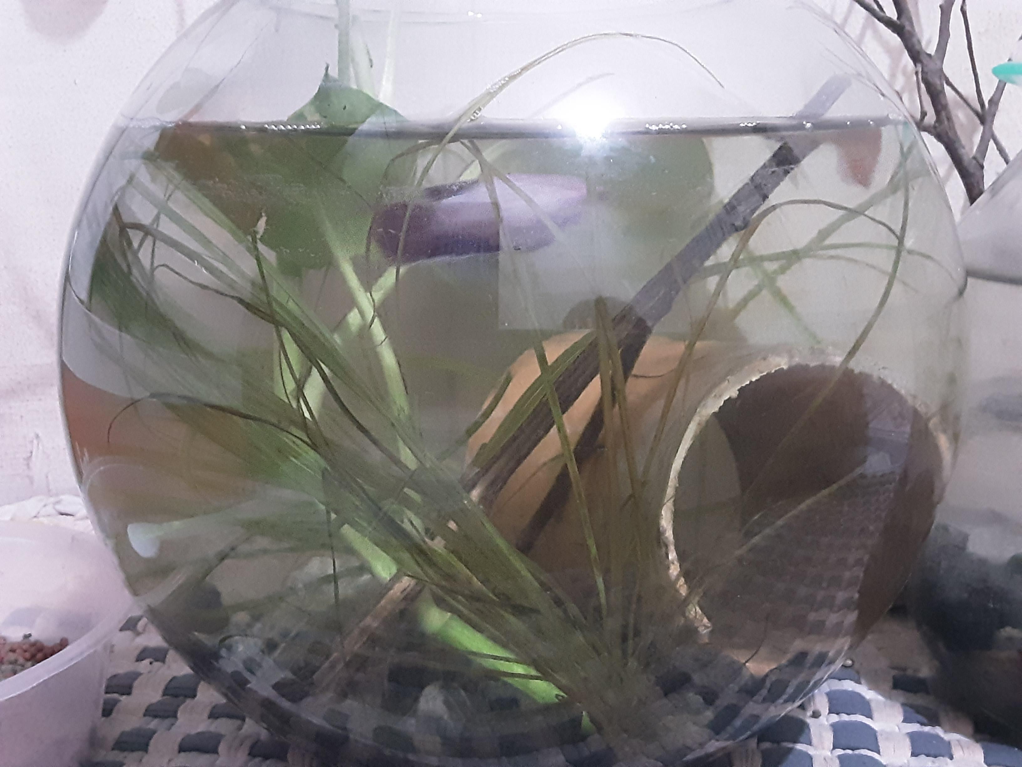 Is this okay a 4 month betta fish female inside a big fishbowl? r/fishforthought