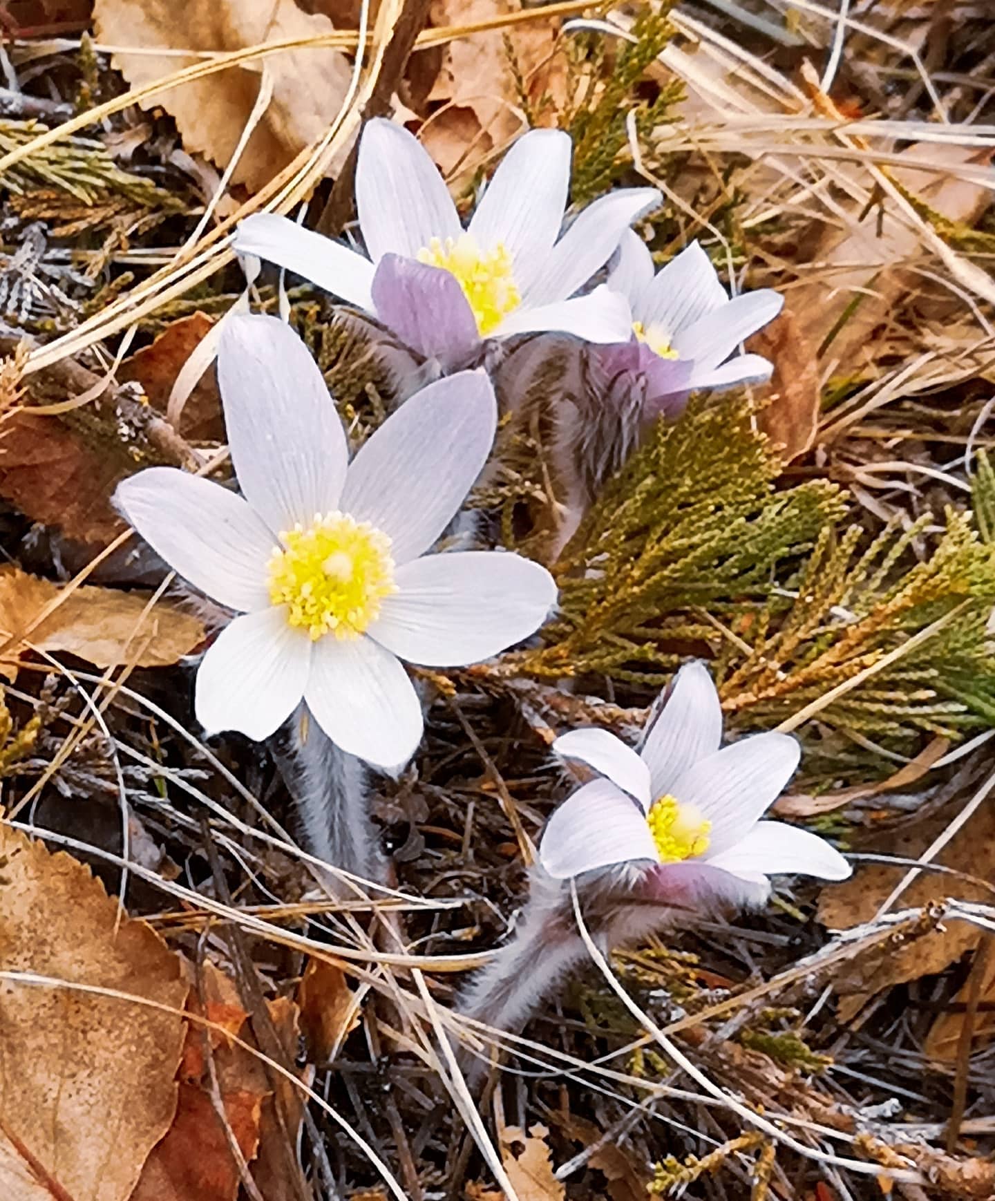 (TTM) Crocuses in full bloom in Manitoba, Canada. Spring has arrived! r/flowers