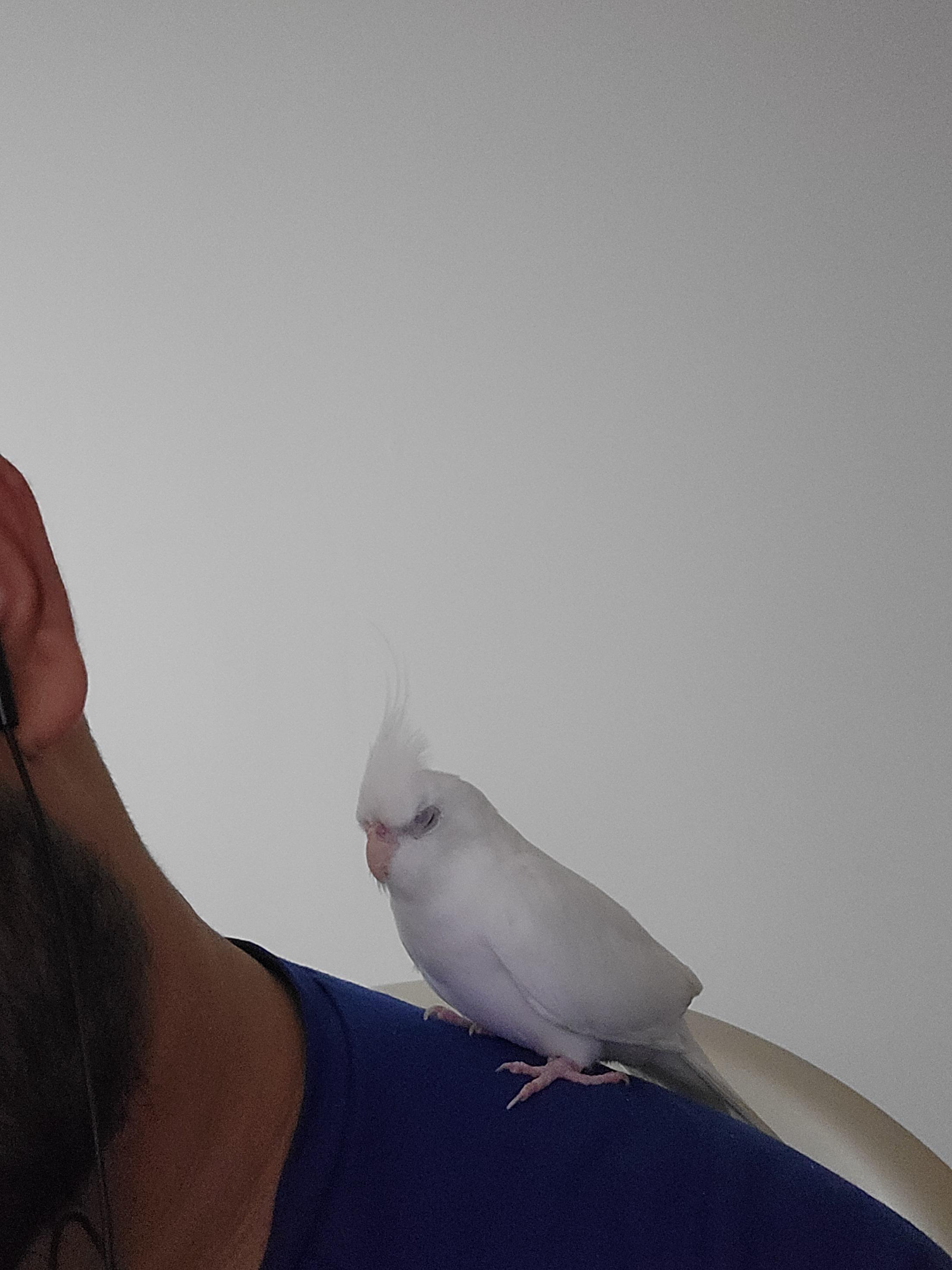 My Cockatiel won't leave me alone period he never wants to be in his