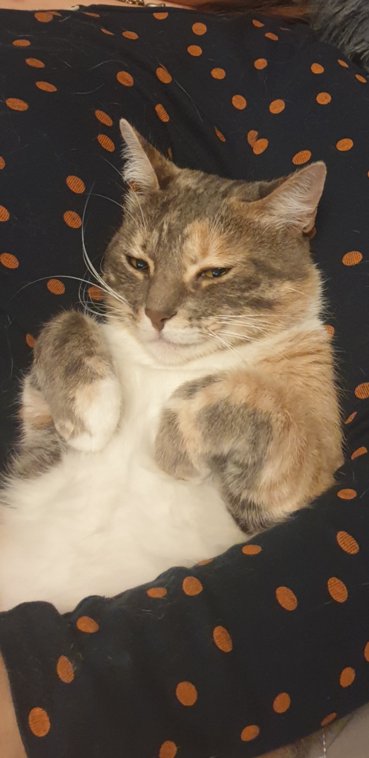 My cat is always happy when she's on our lap. r/funny