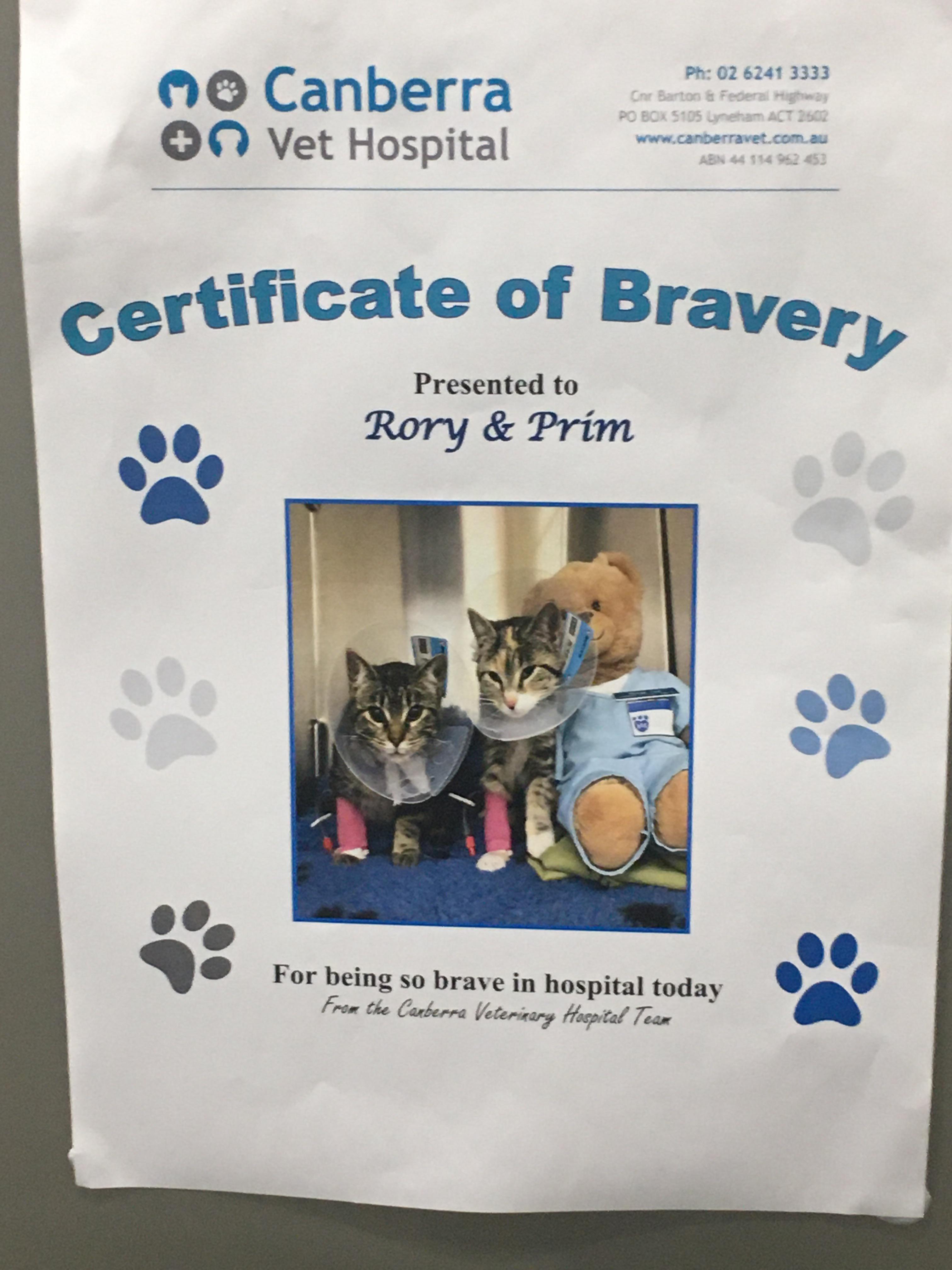 The vet gave me a certificate of bravery for my cats r/mildlyinteresting
